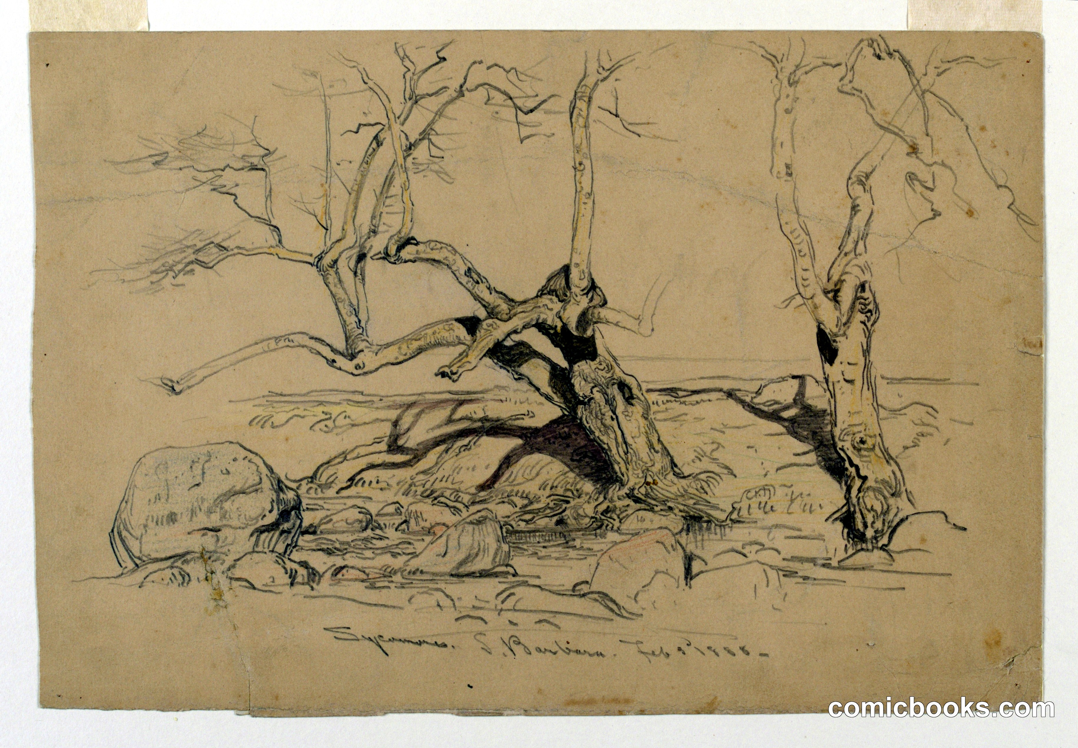Study, Trees, Santa Barbara, California