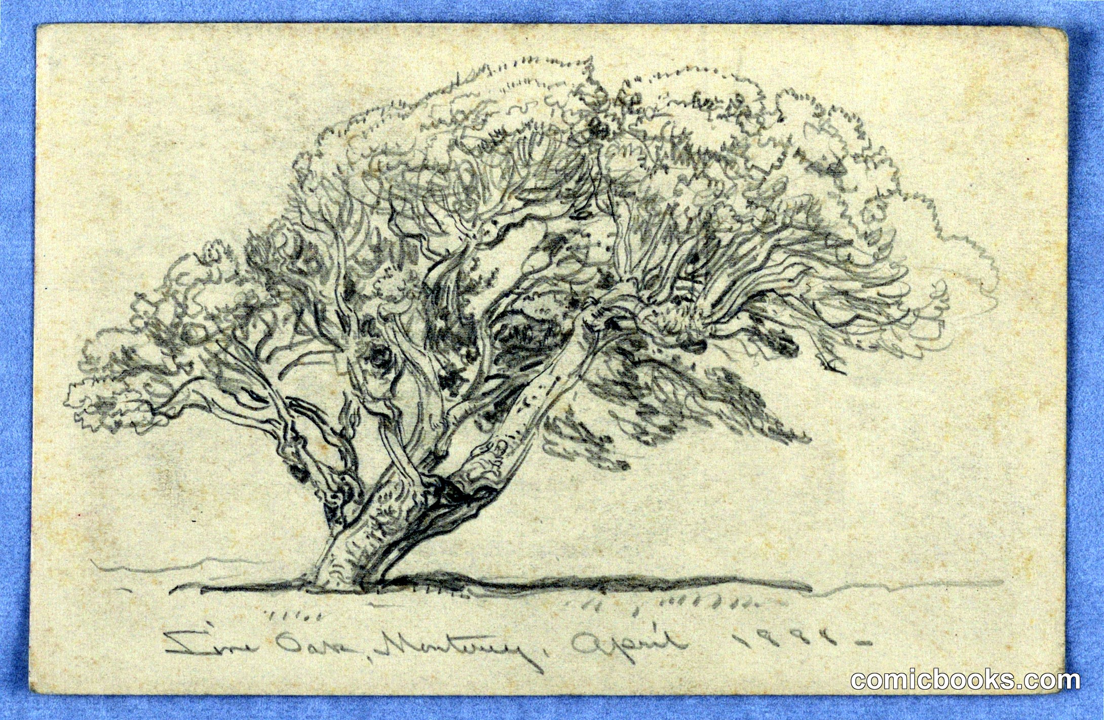 Study, Tree, Santa Barbara, California