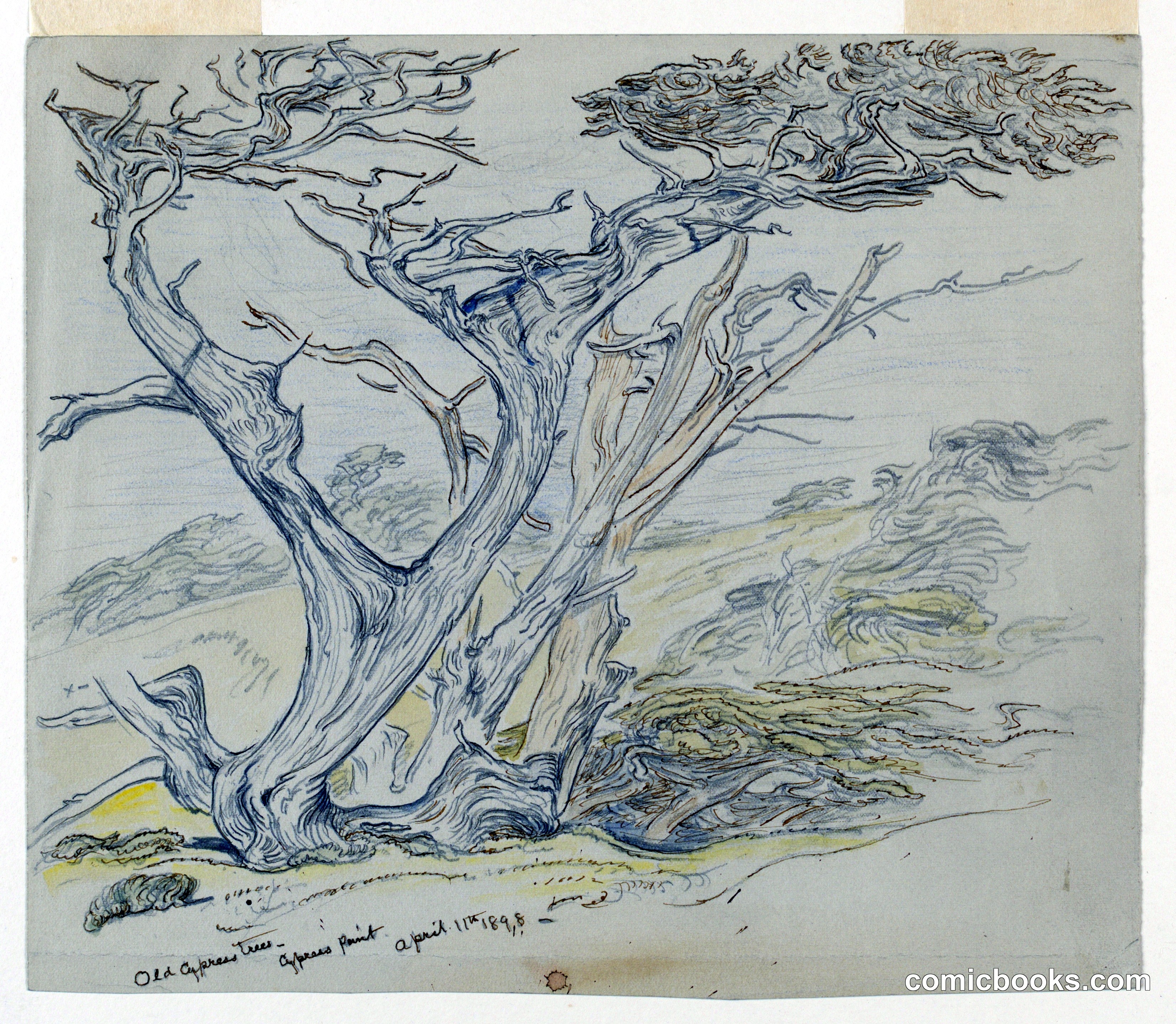 Study of Old Cypress Trees, Cypress Point
