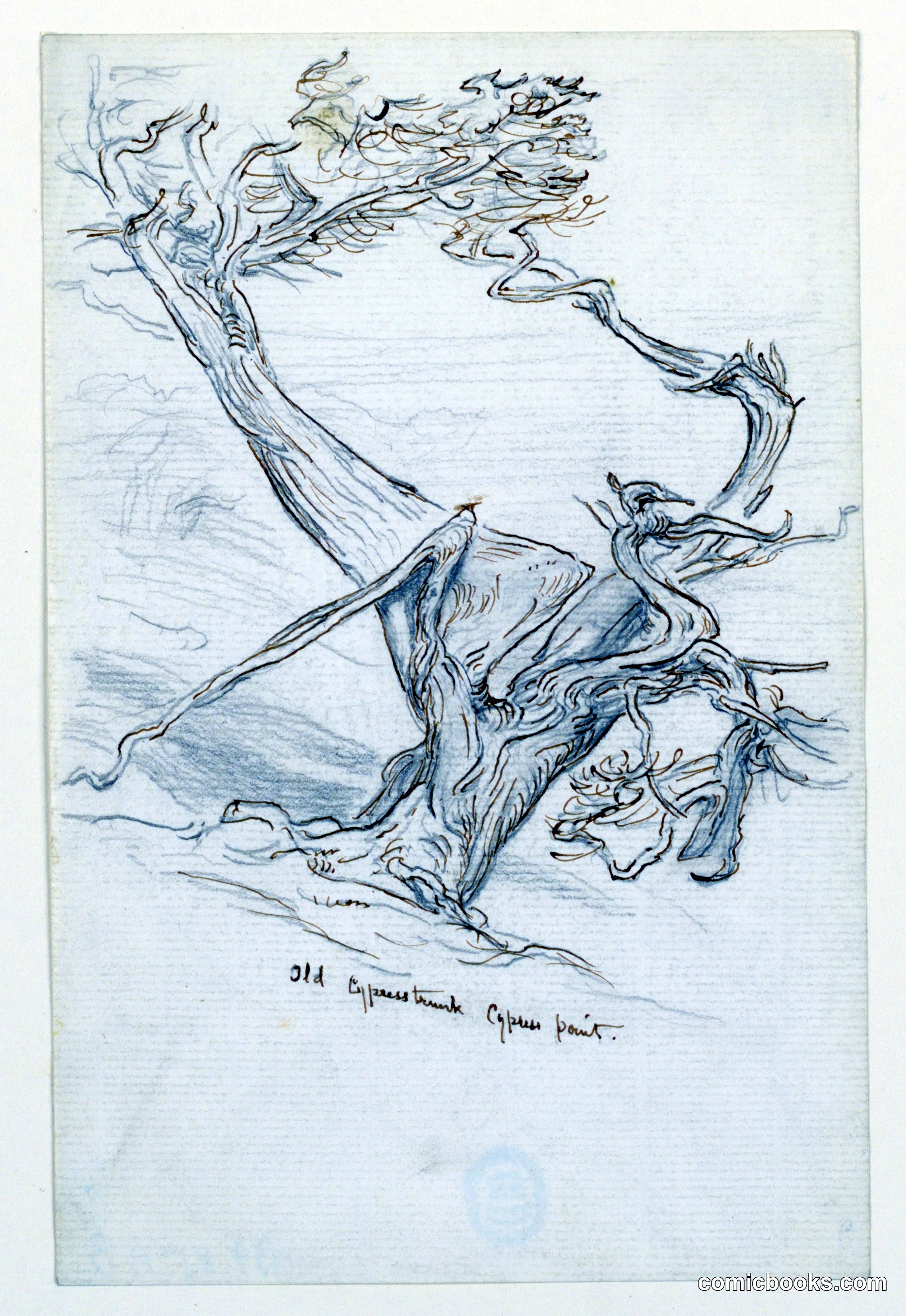 Study of Old Cypress Trees, Cypress Point