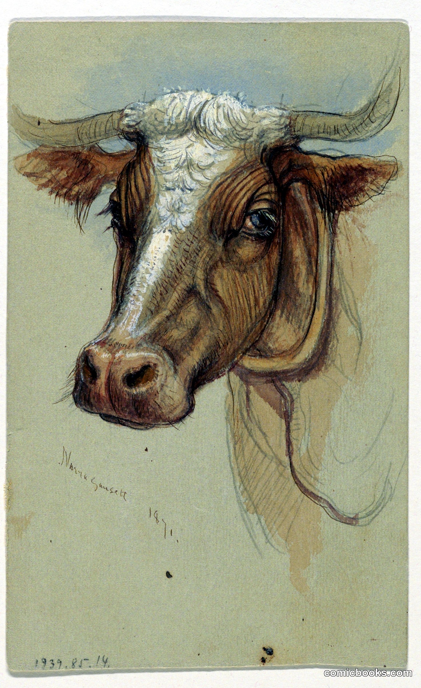 Study of a Horned Cow