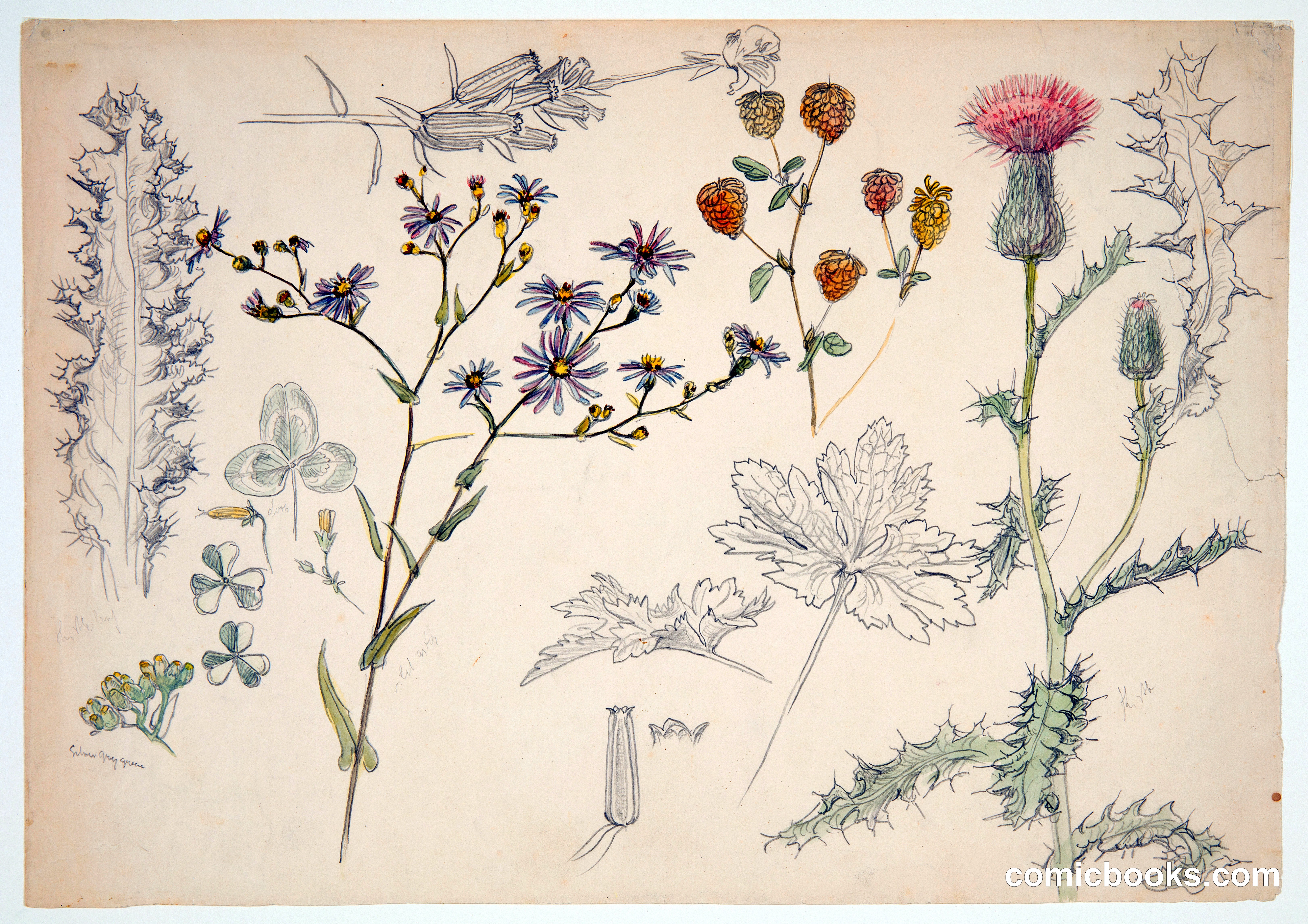 Studies of Meadow Flowers