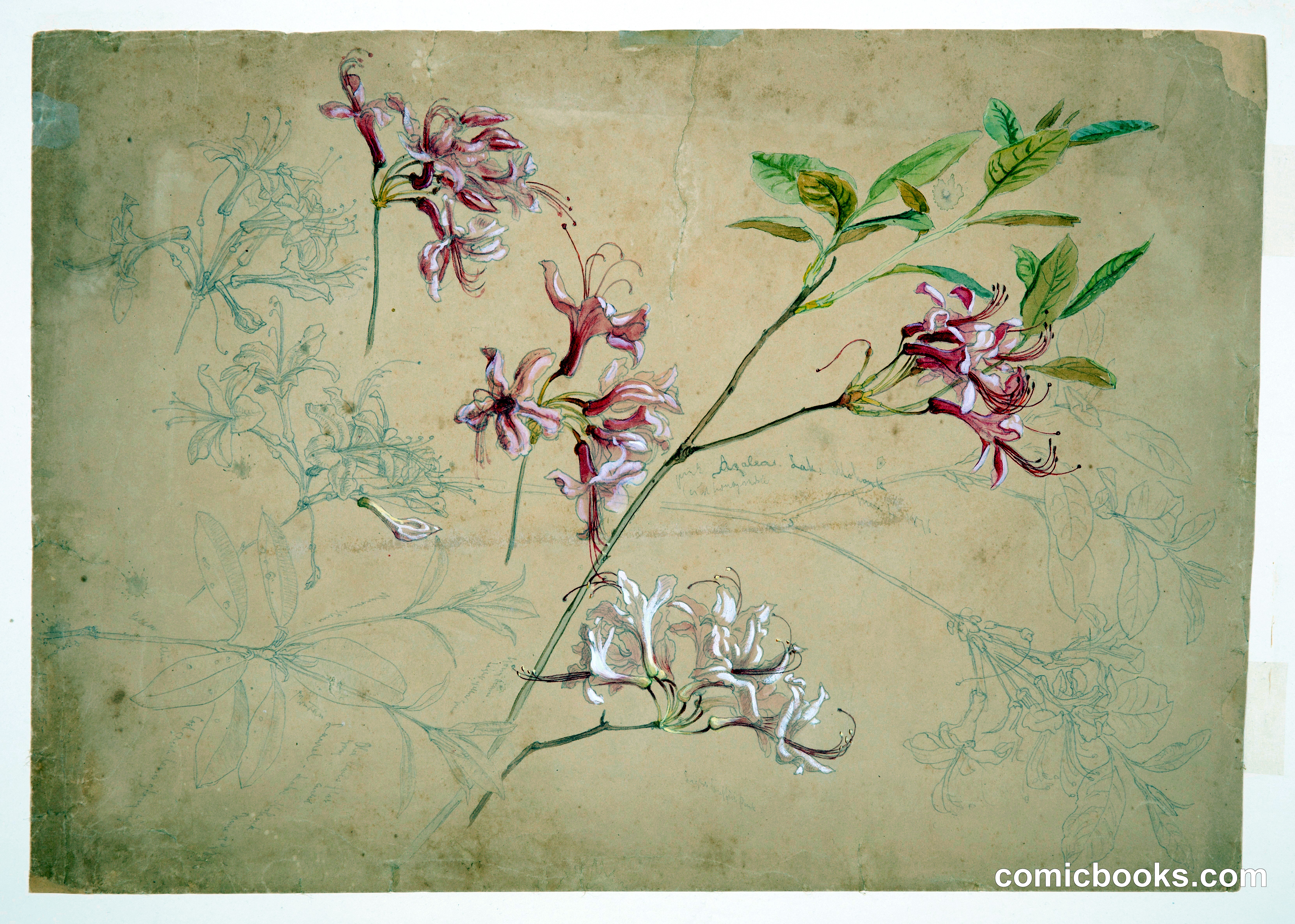Azaleas