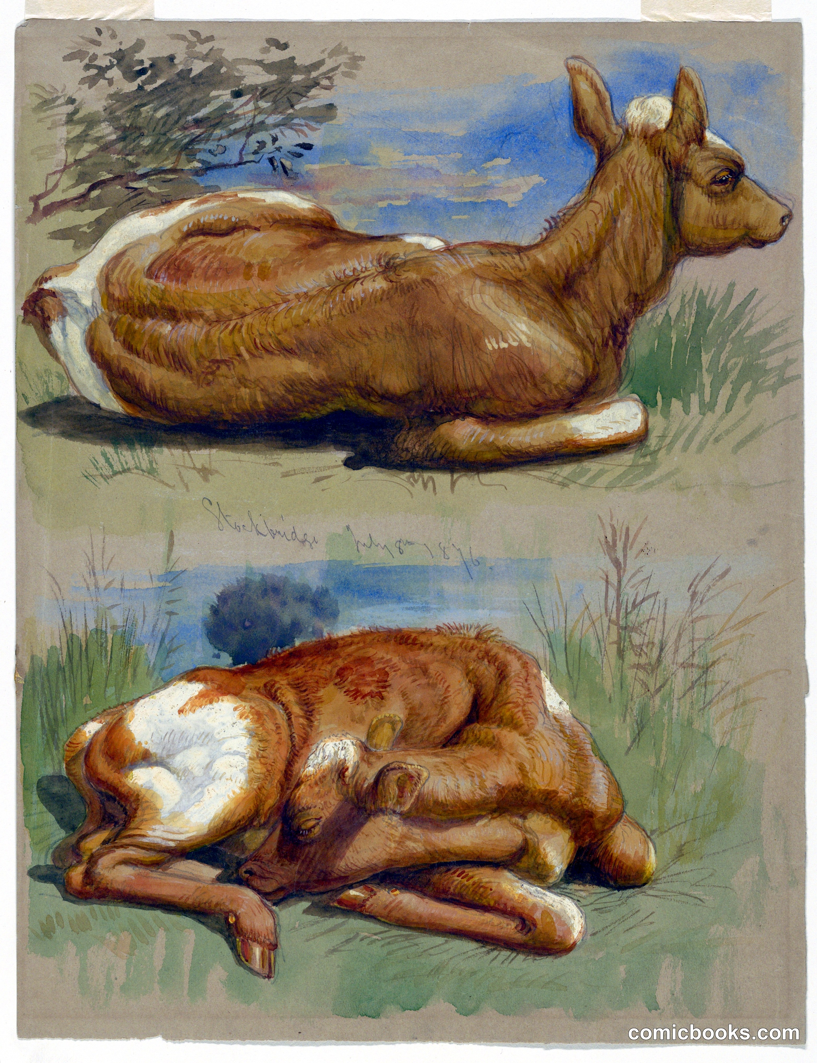 Studies of Calves, Stockbridge