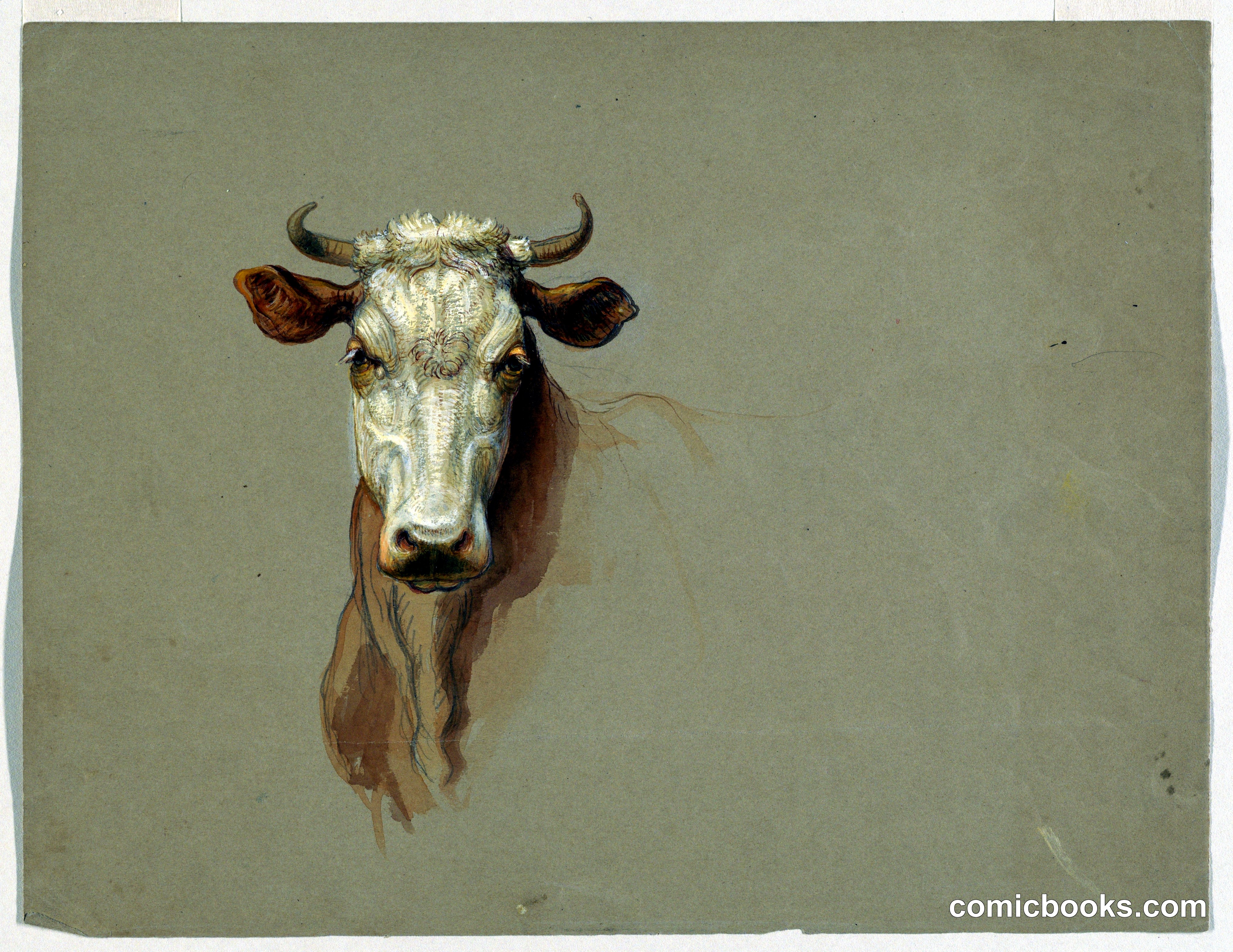 Two Studies of Cattle