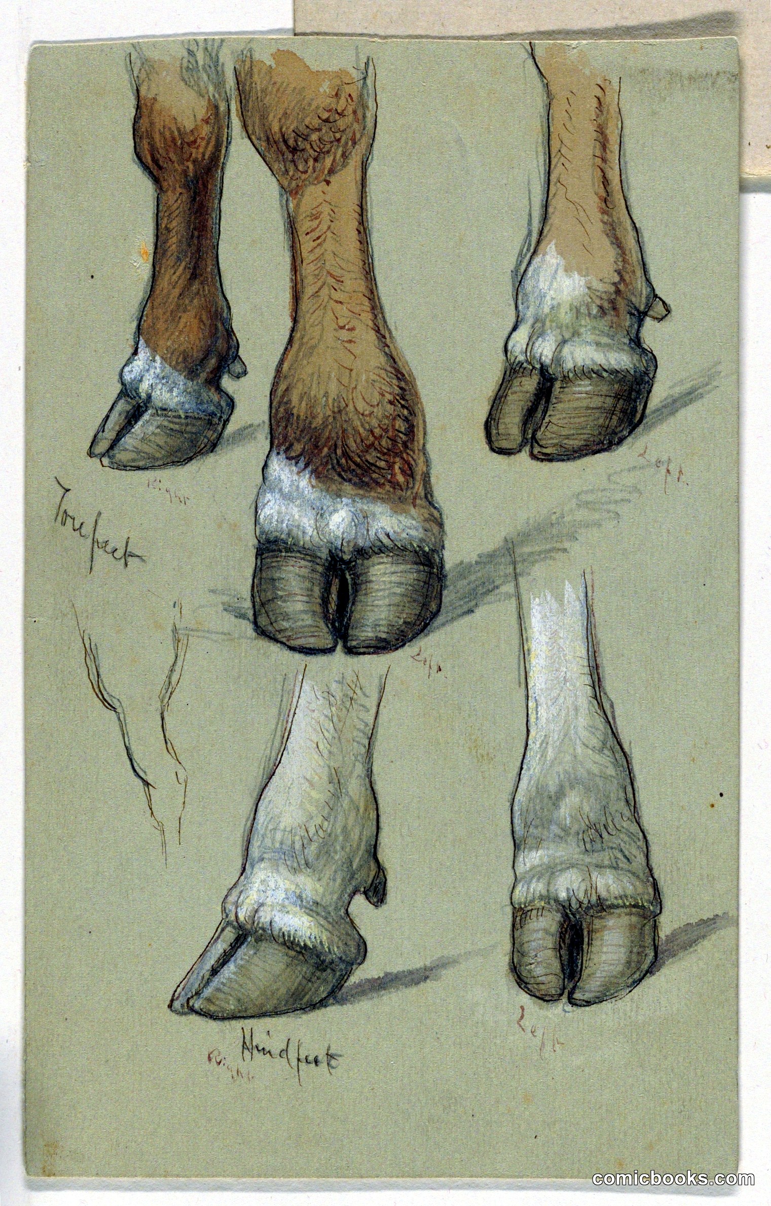 Studies After Cattle