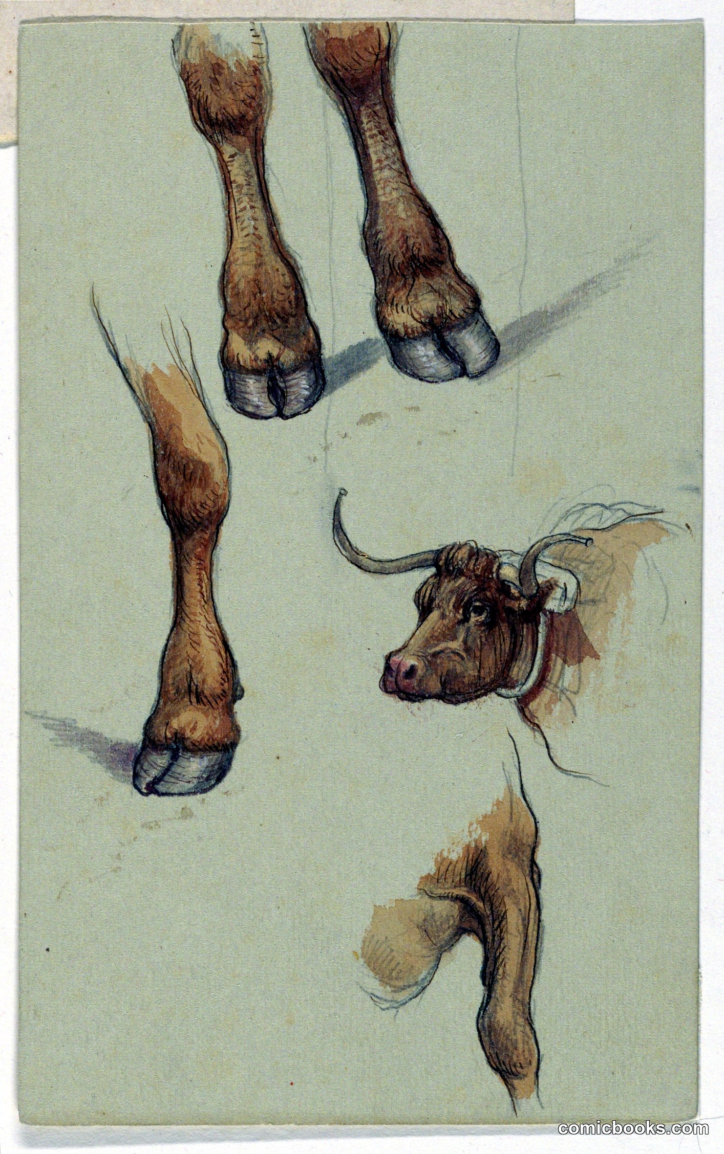 Animal Studies: Cattle