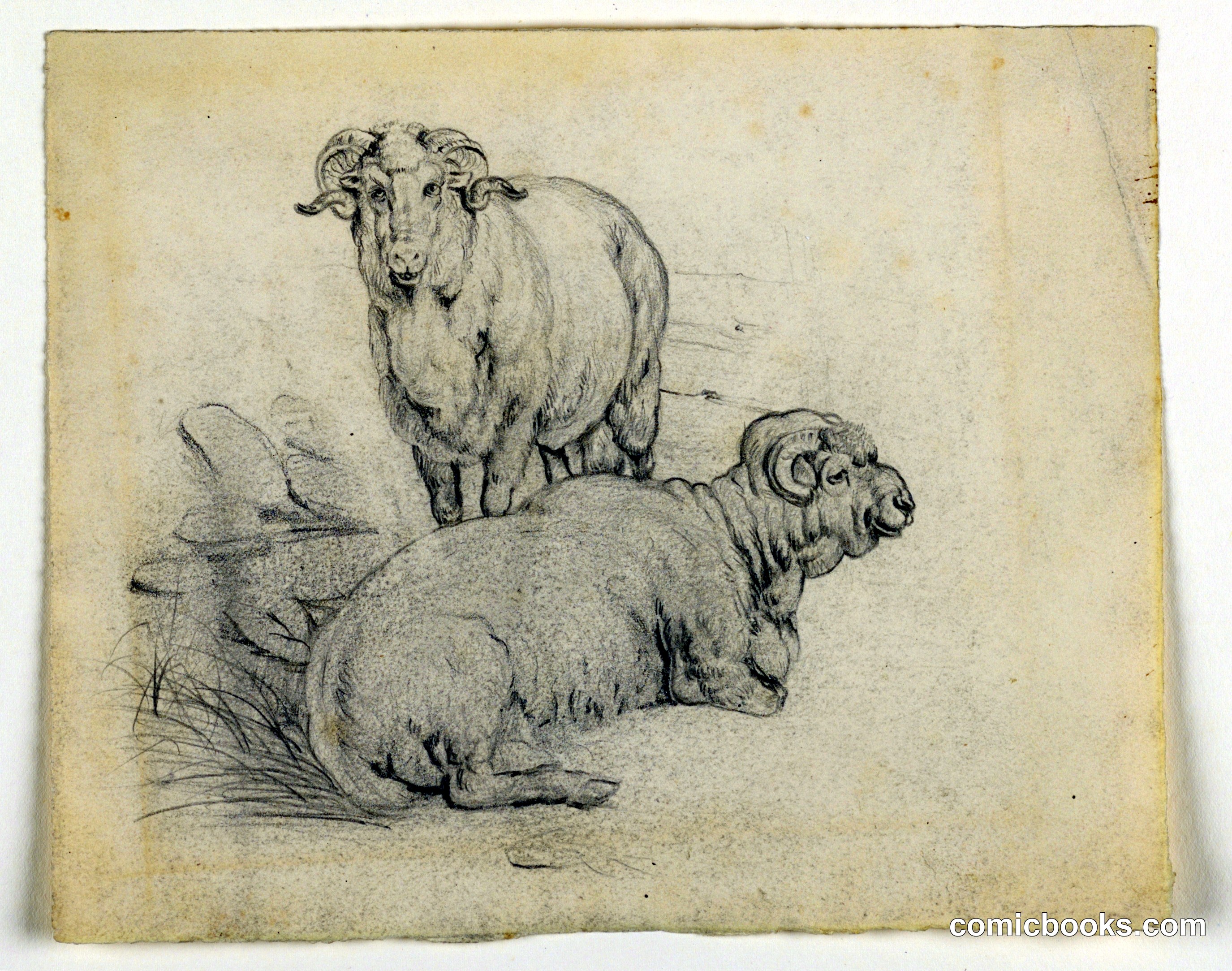 Study of Two Rams