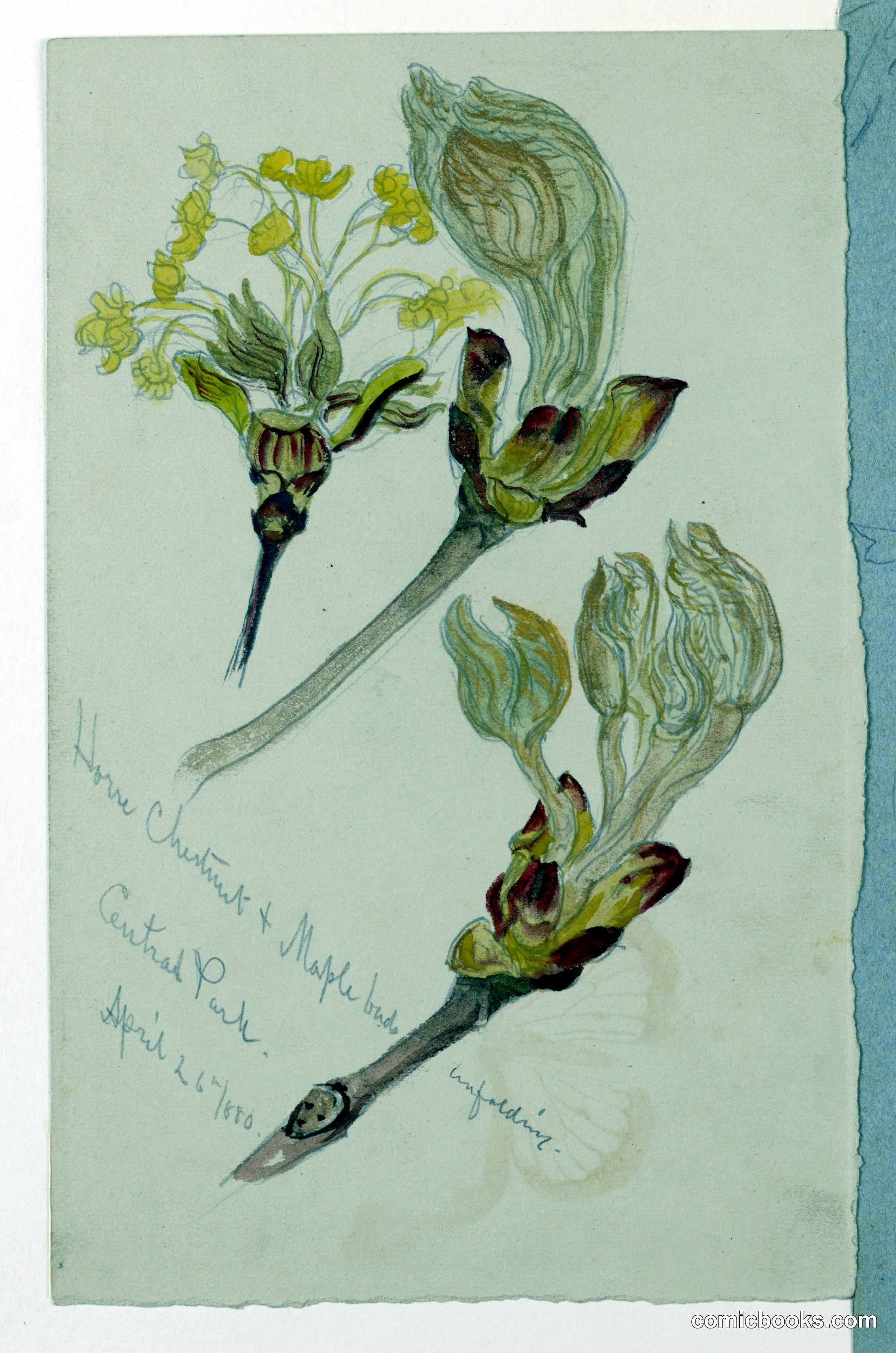Horse Chestnut and Maple Buds Unfolding, Central Park
