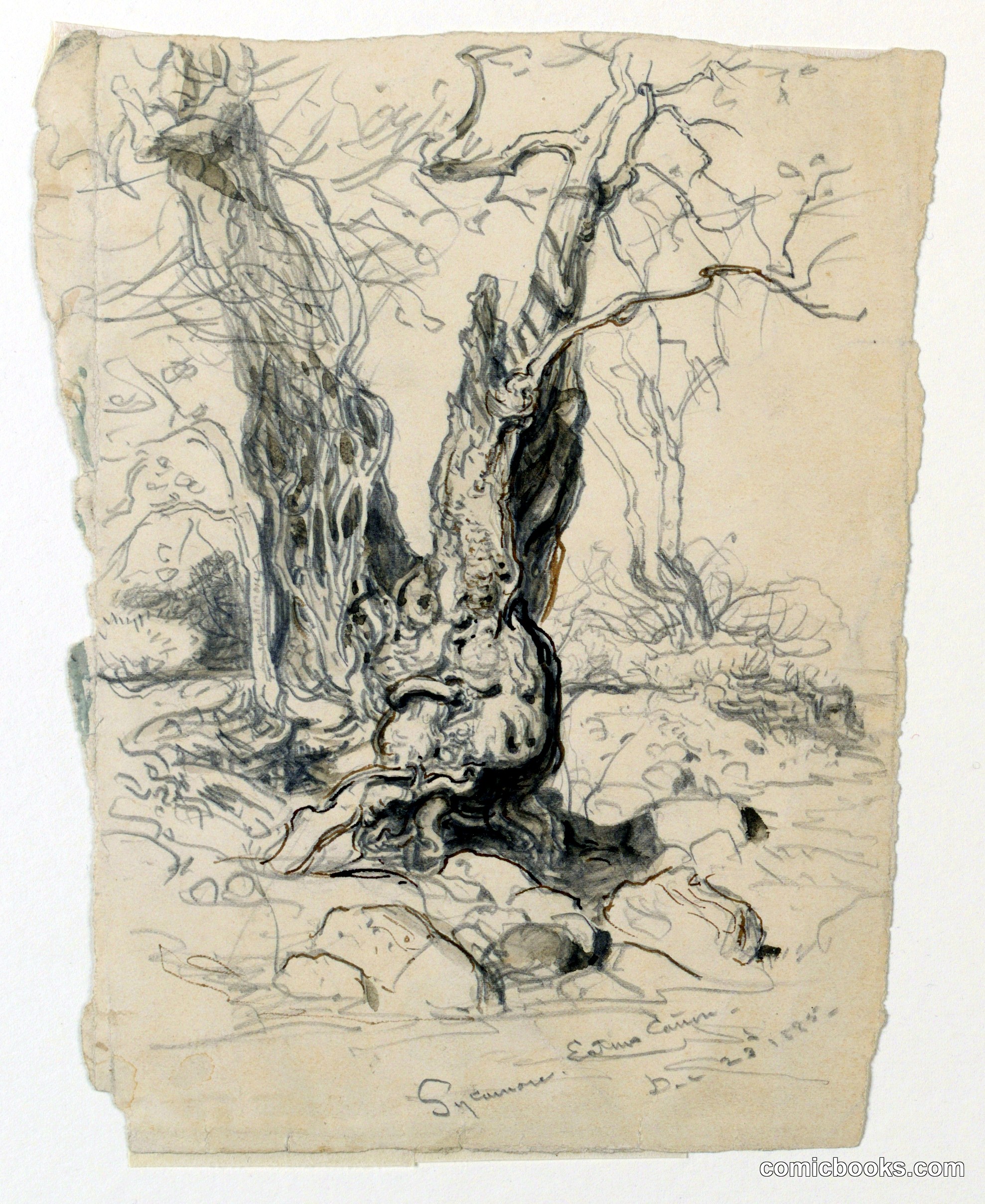 Study of Sycamore