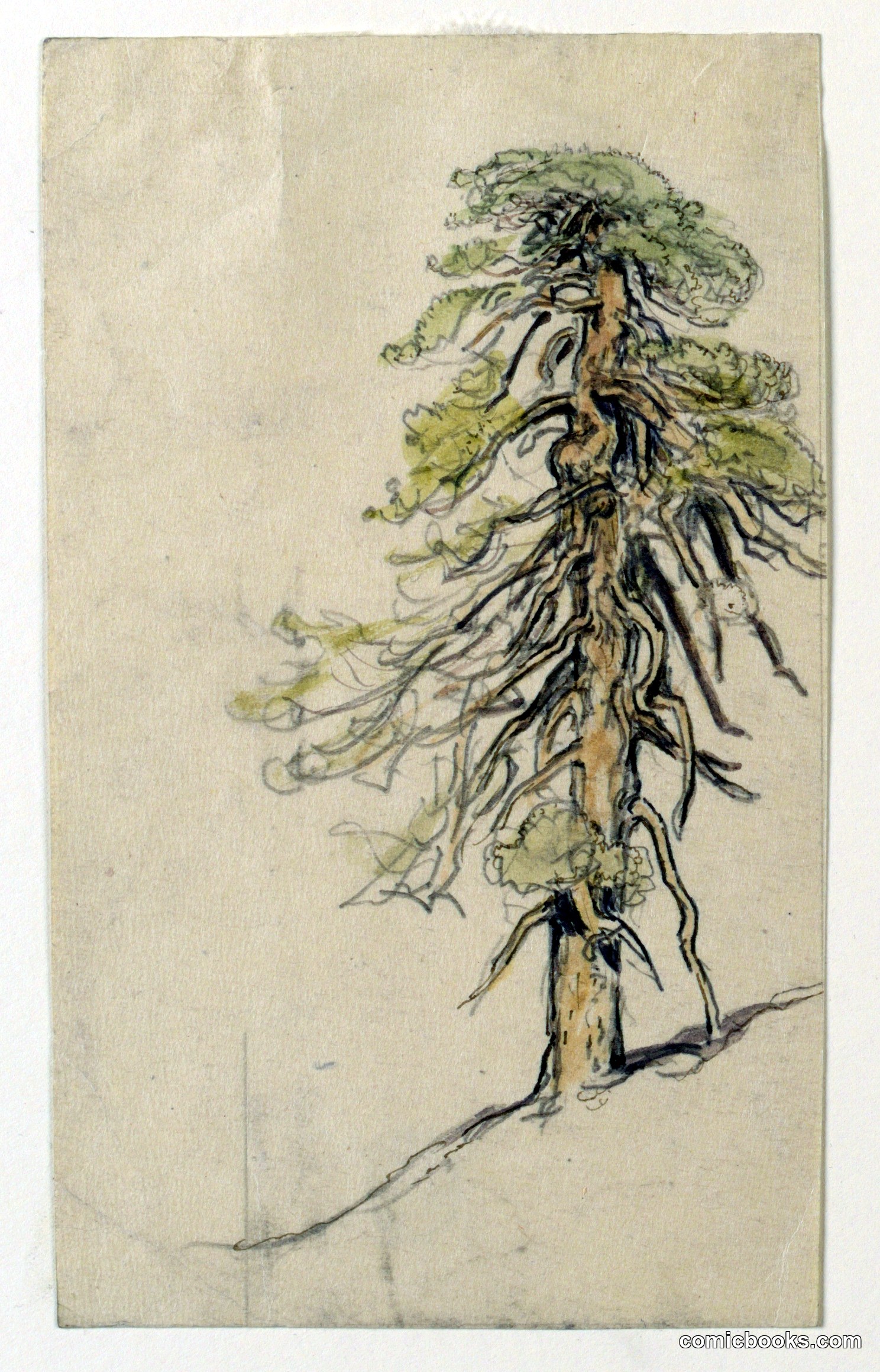 Study of a Tree on a Hillside