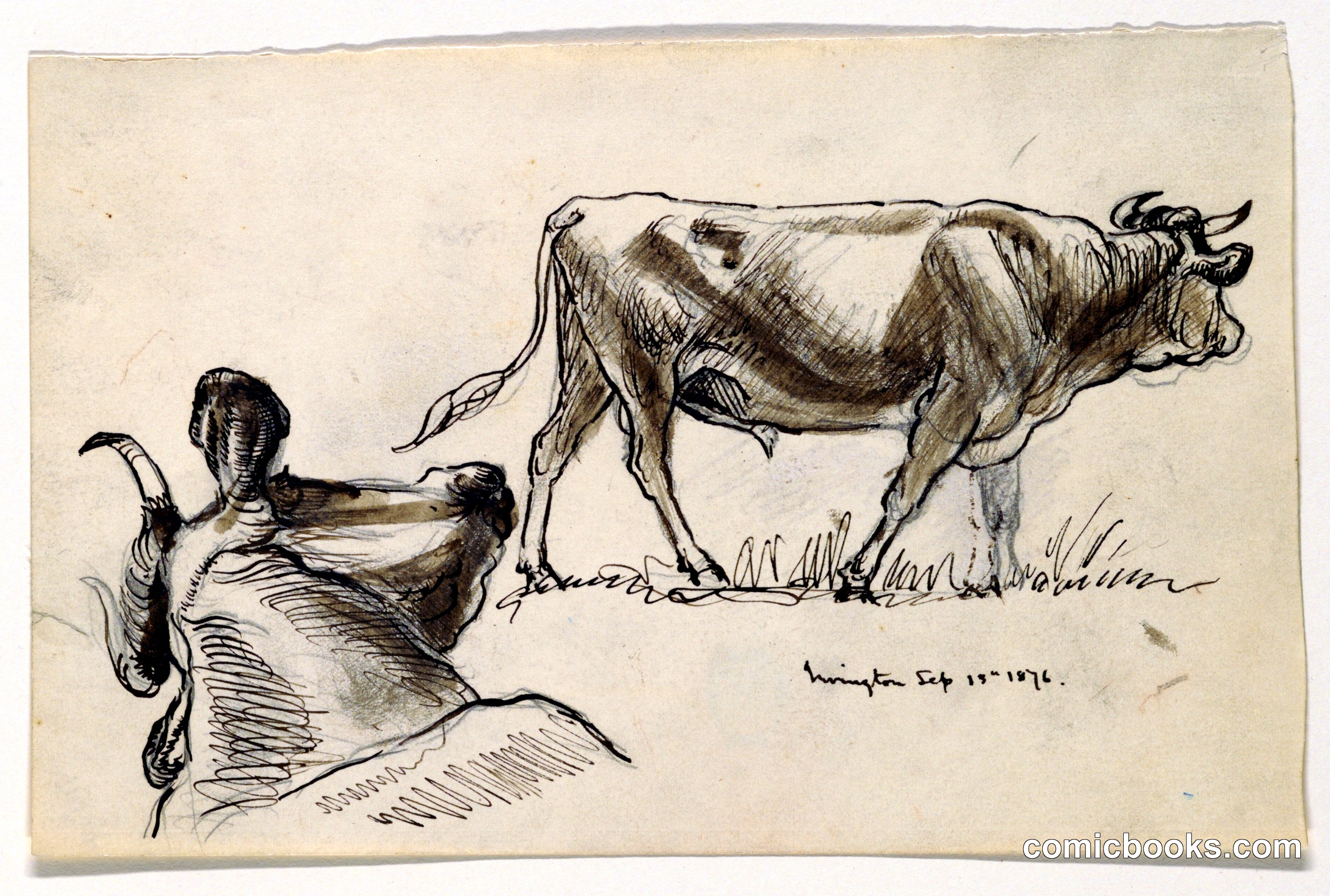 Study of Cattle