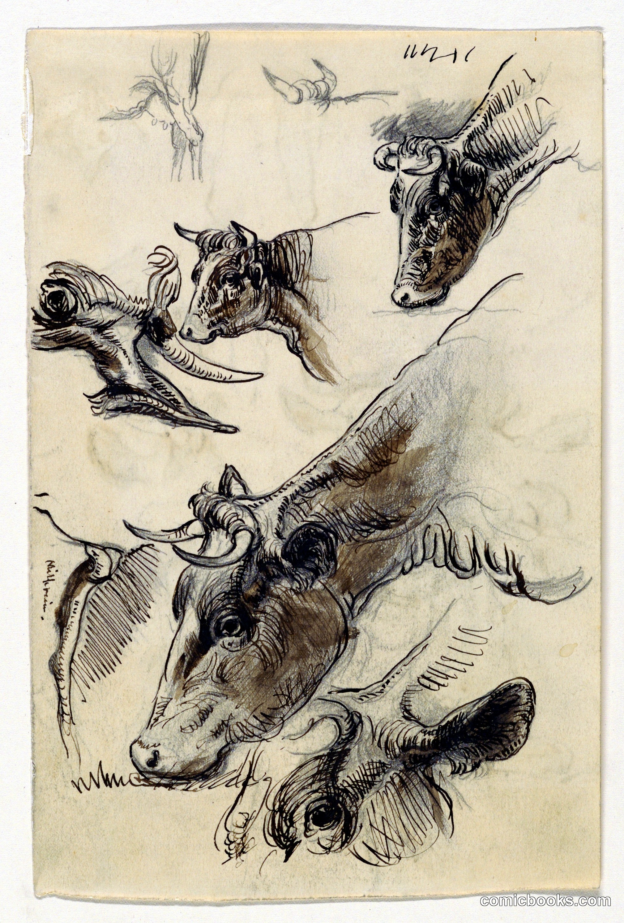 Cattle Studies