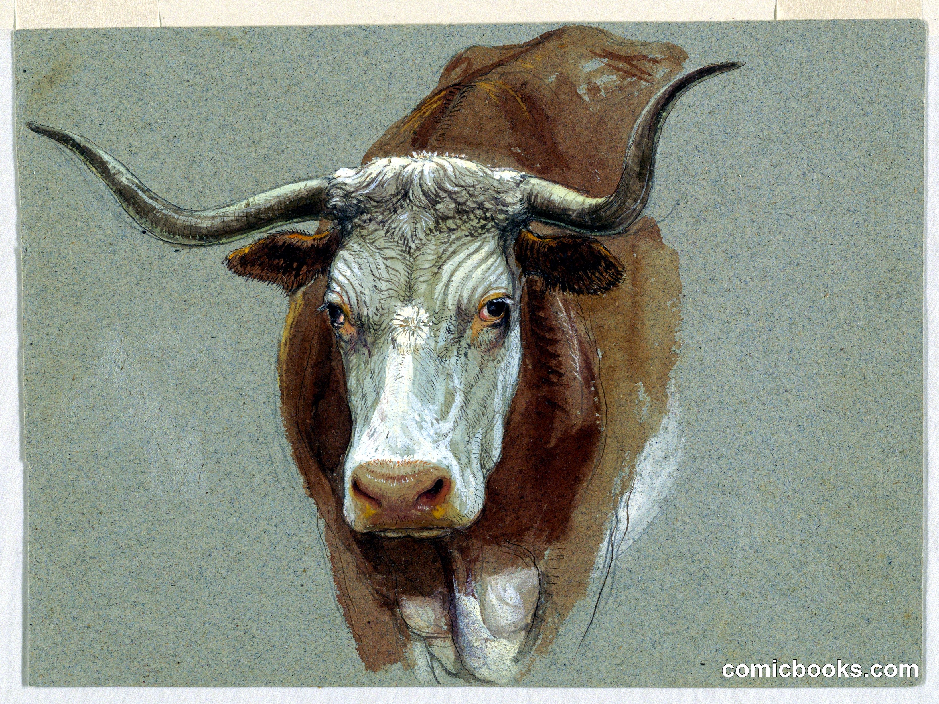 Head of a Cow or Ox