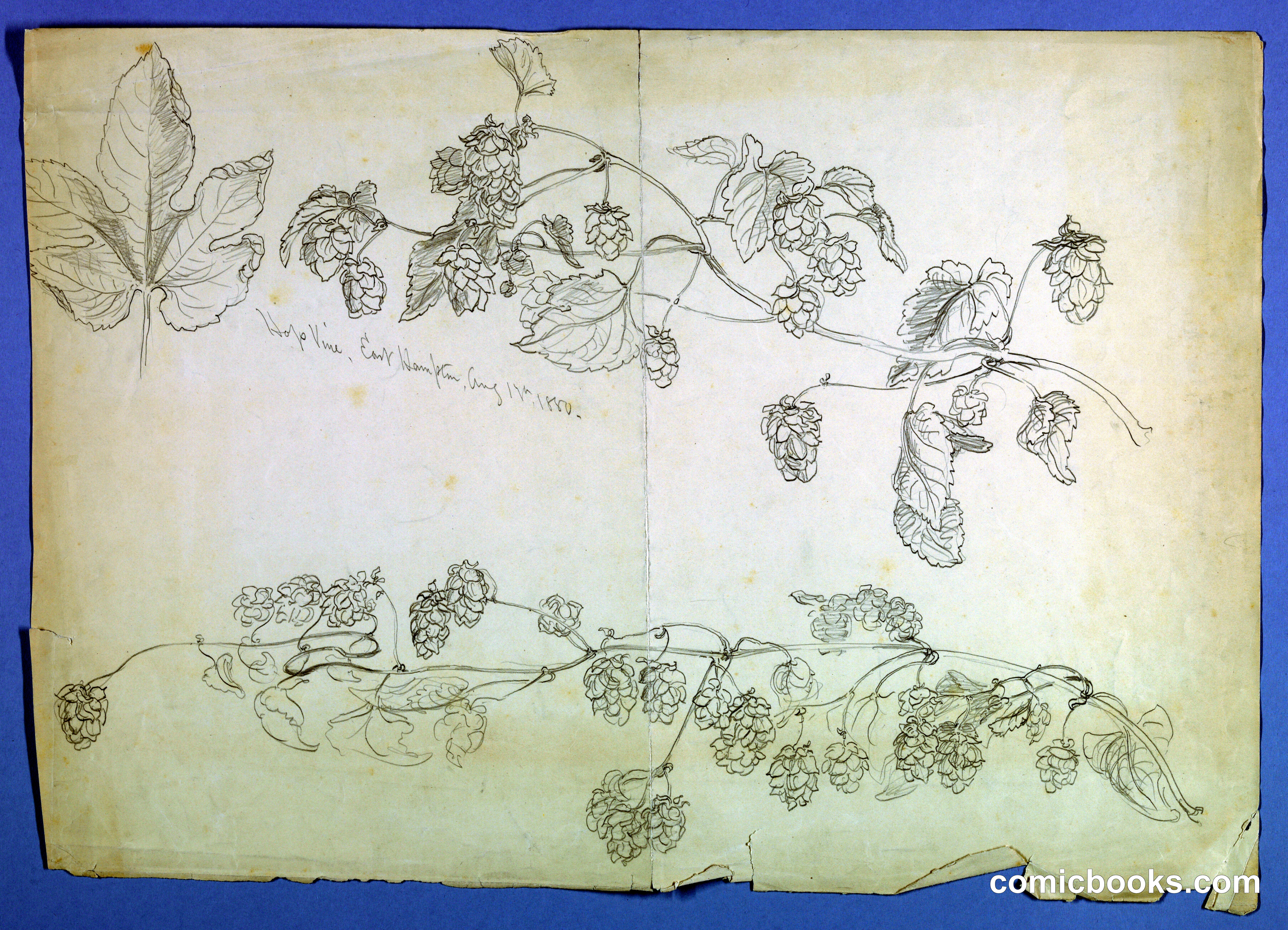 Sketch of Hop Vine