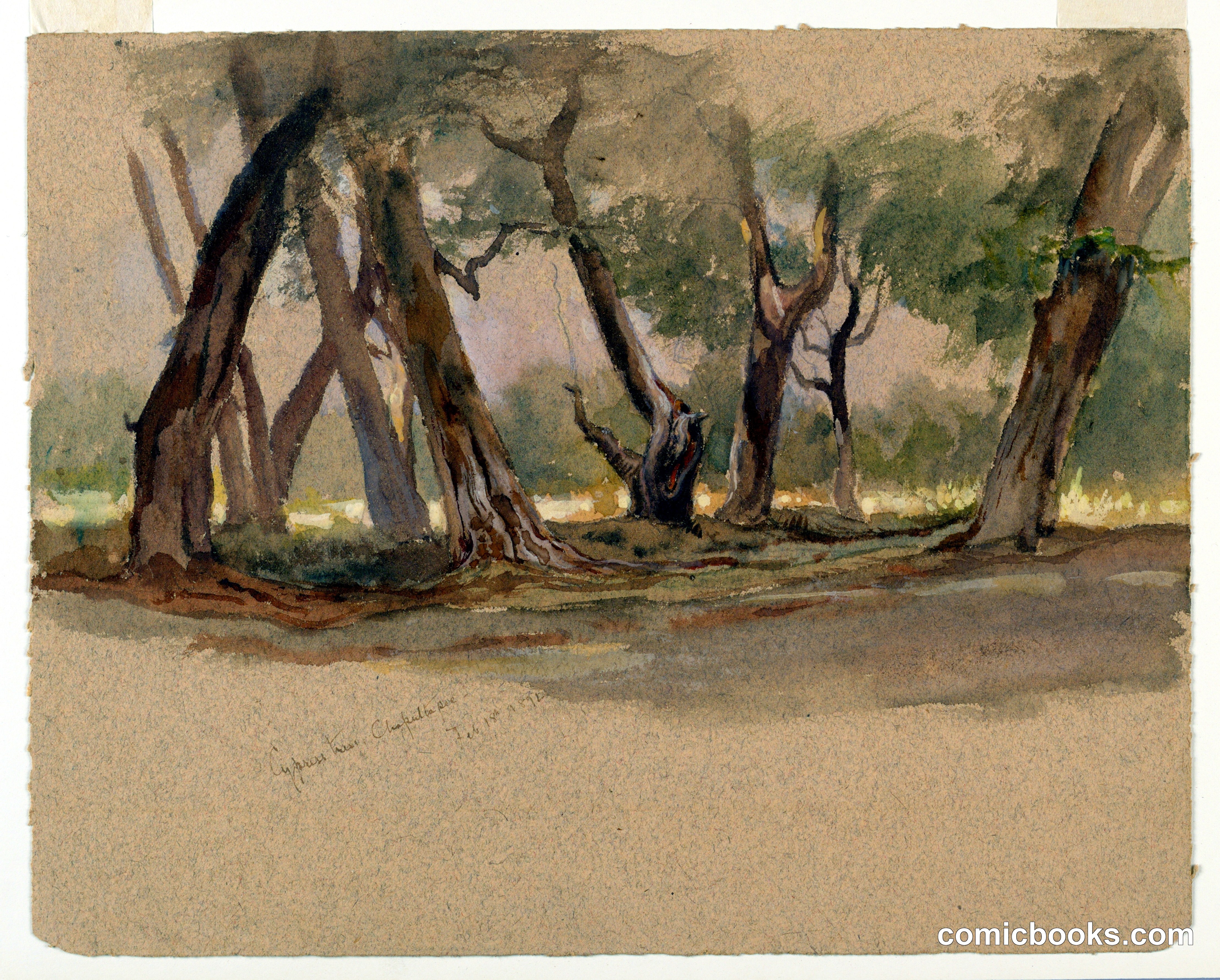 Cypress Trees, Chapultepec, Mexico