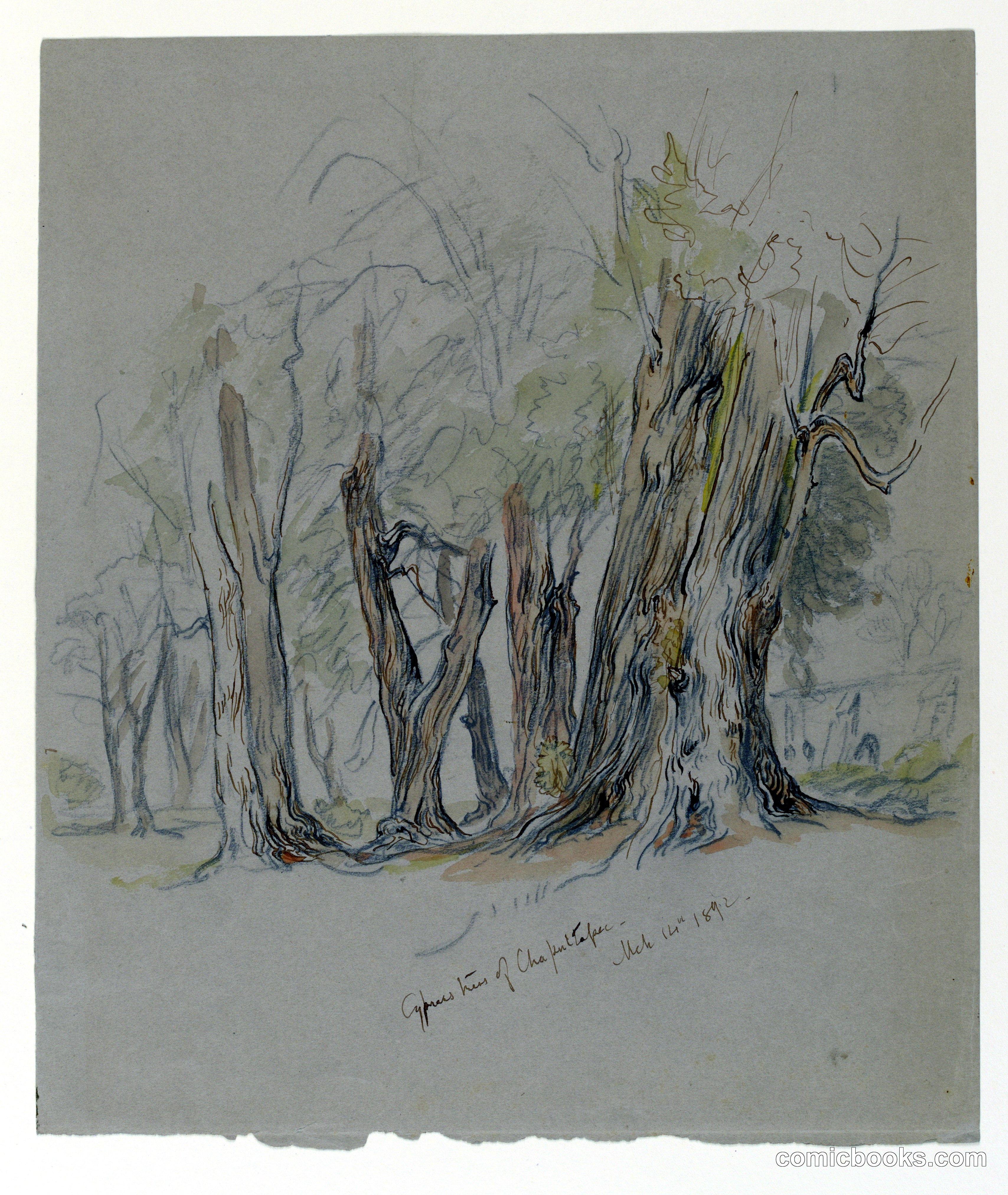 Cypress Trees of Chapultepec, Mexico