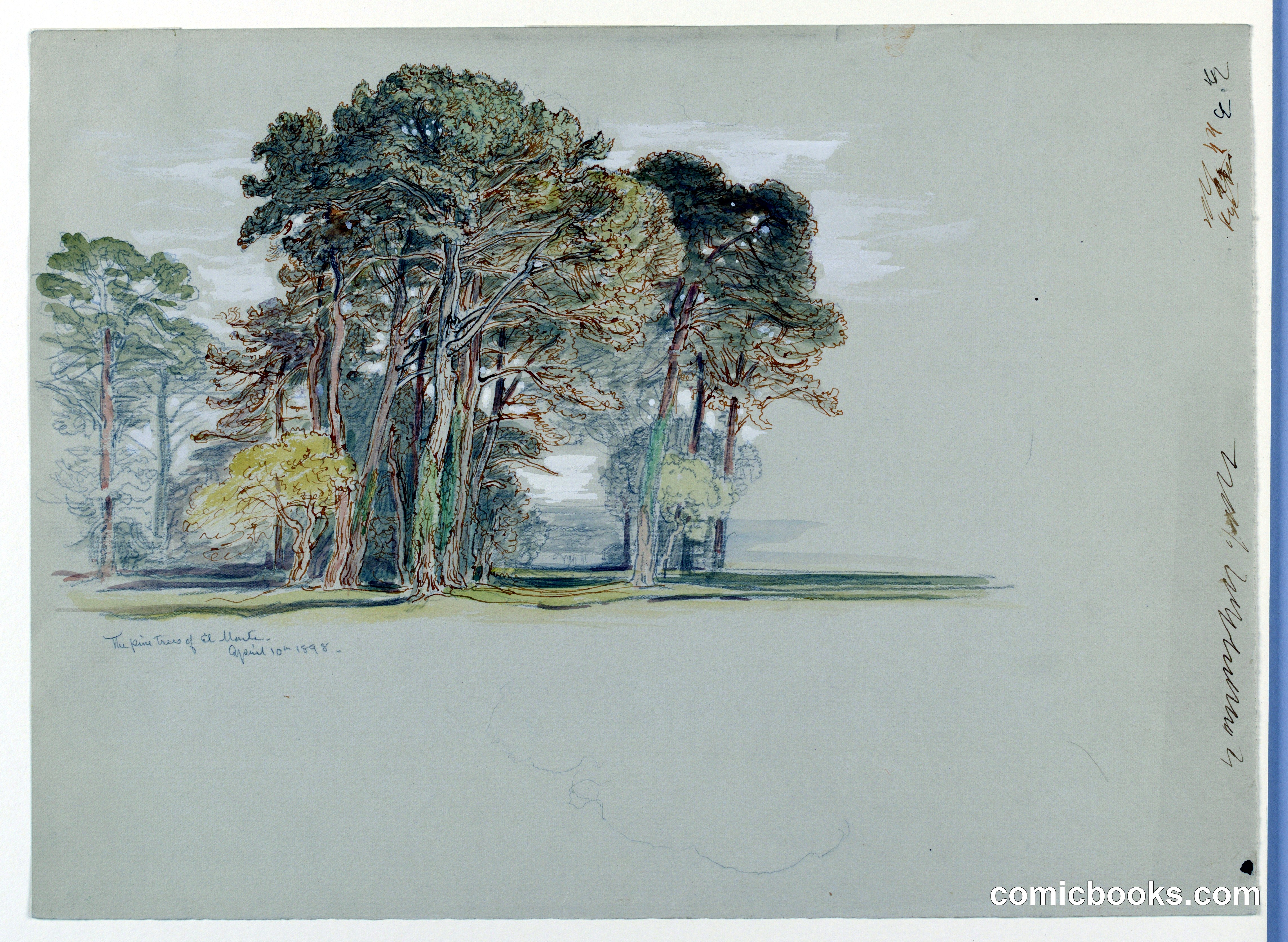 The Pine Trees of El Monte, California