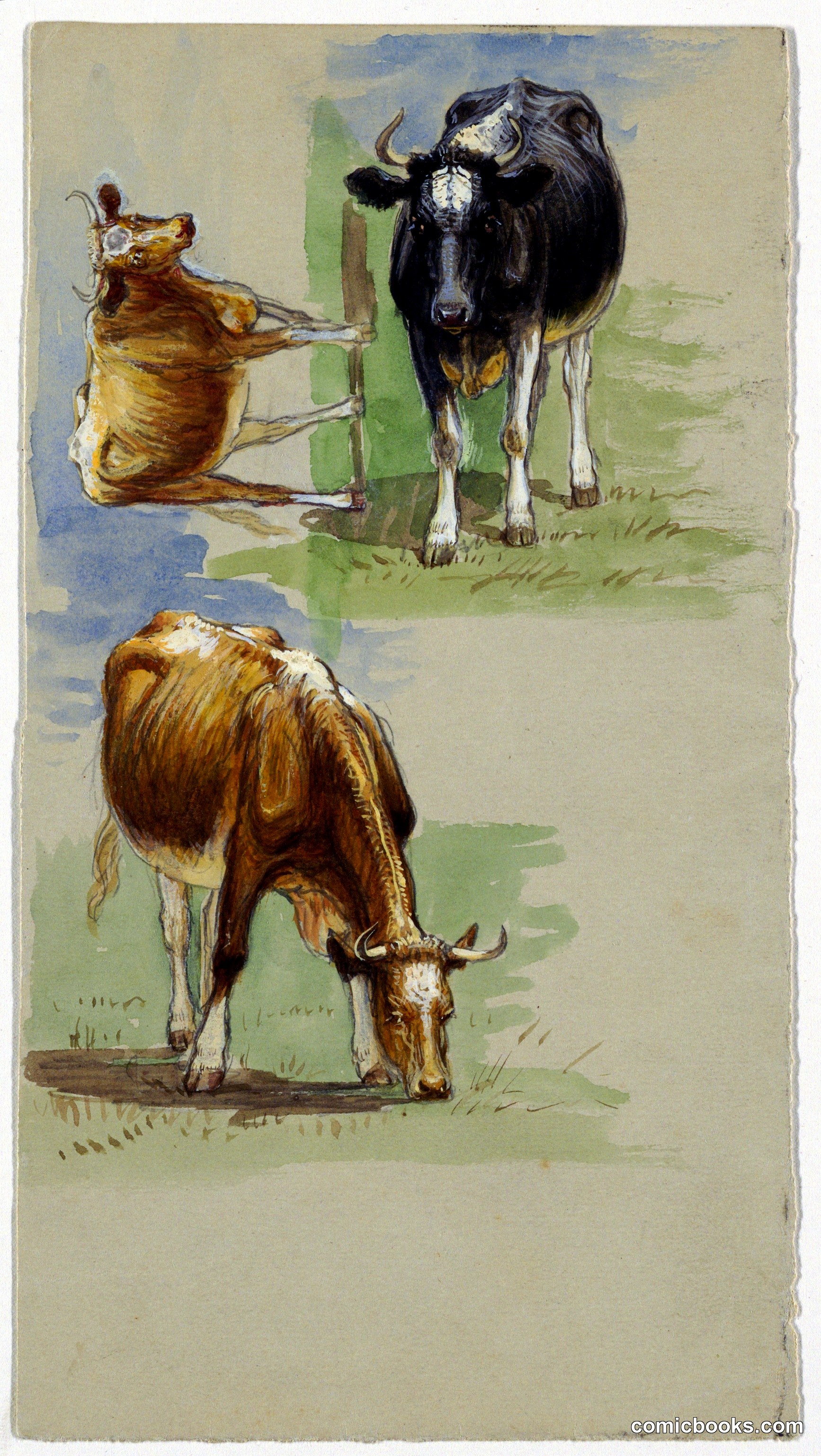 Cattle Studies