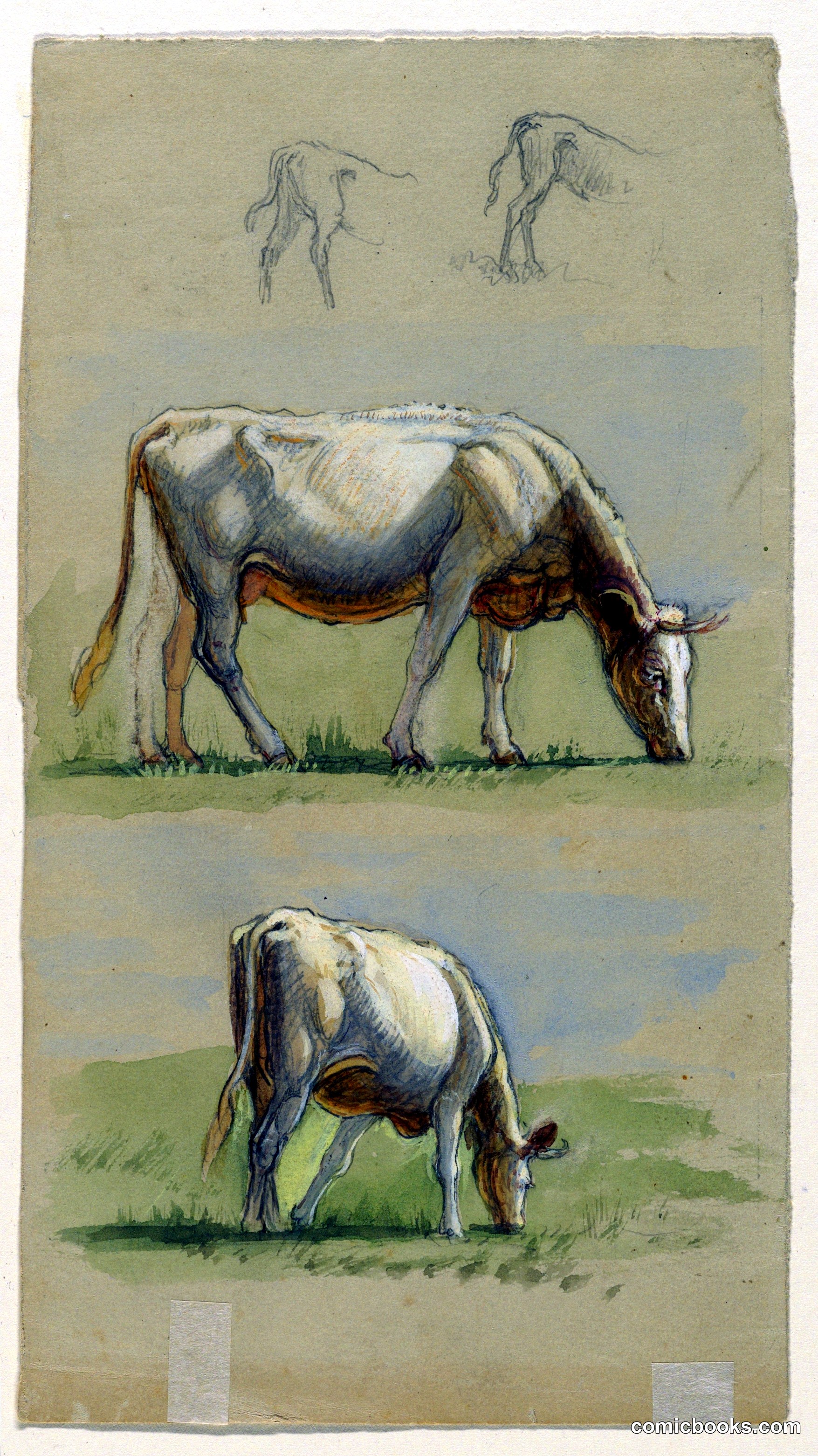 Cattle Study