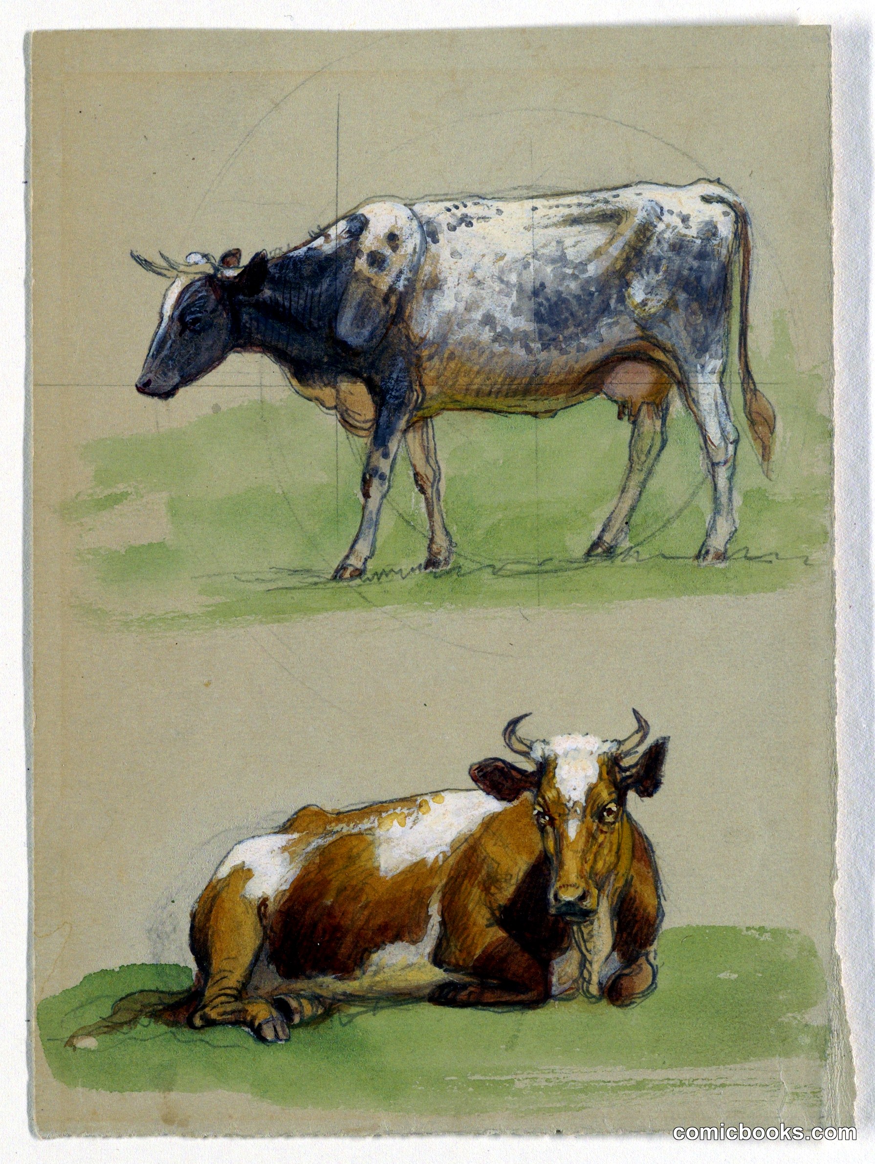 Cattle Studies