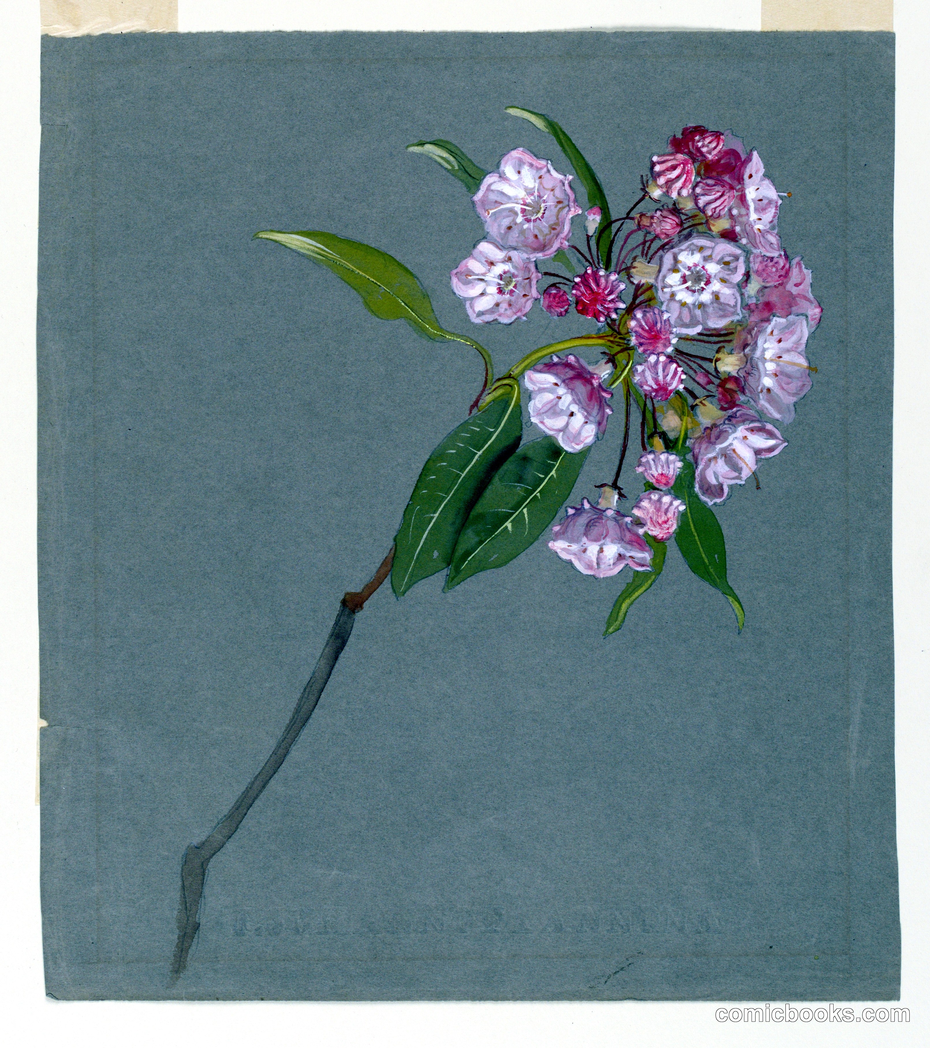 A Bough of Mountain Laurel with Leaves and Blossoms
