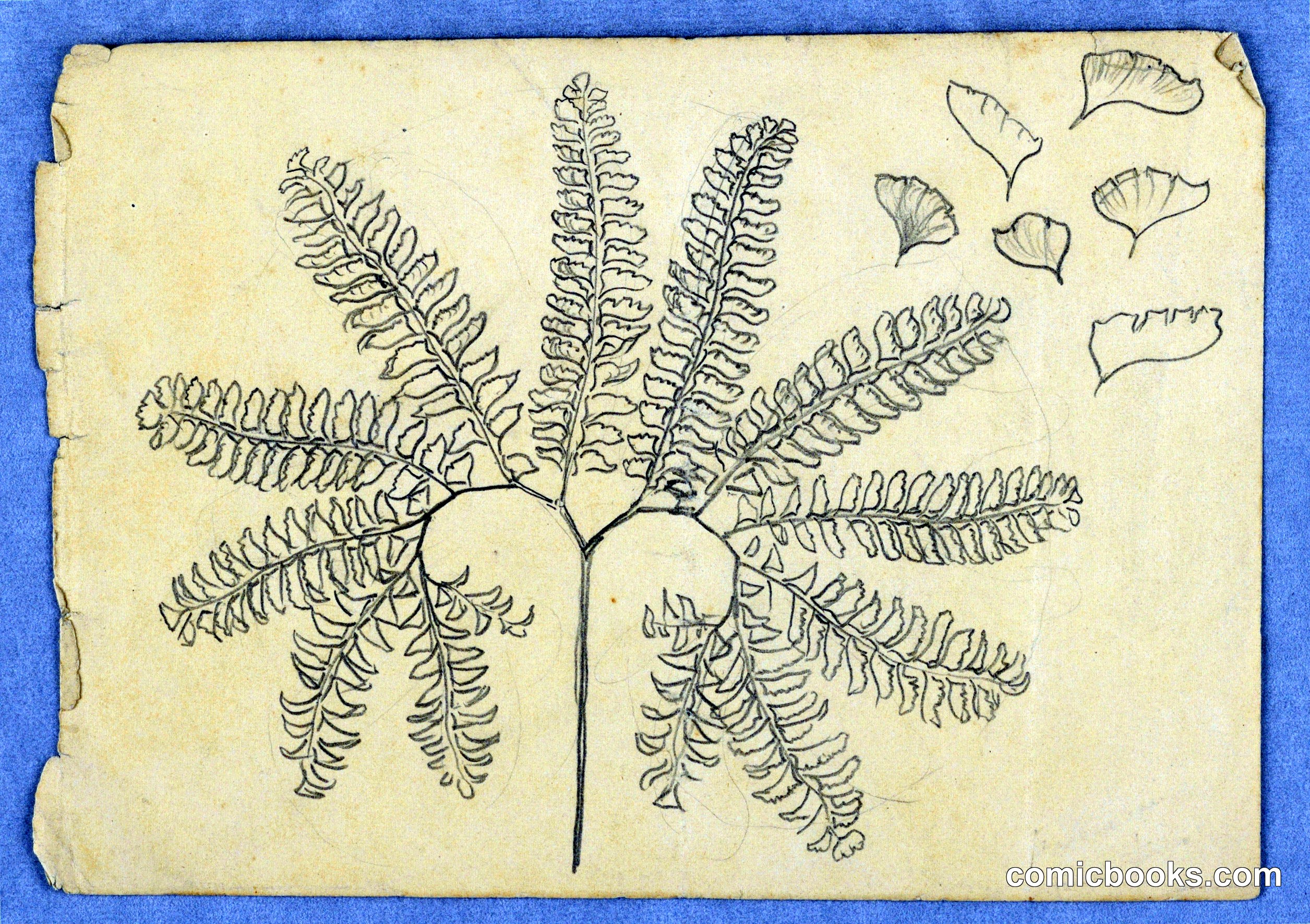 Maidenhair Fern