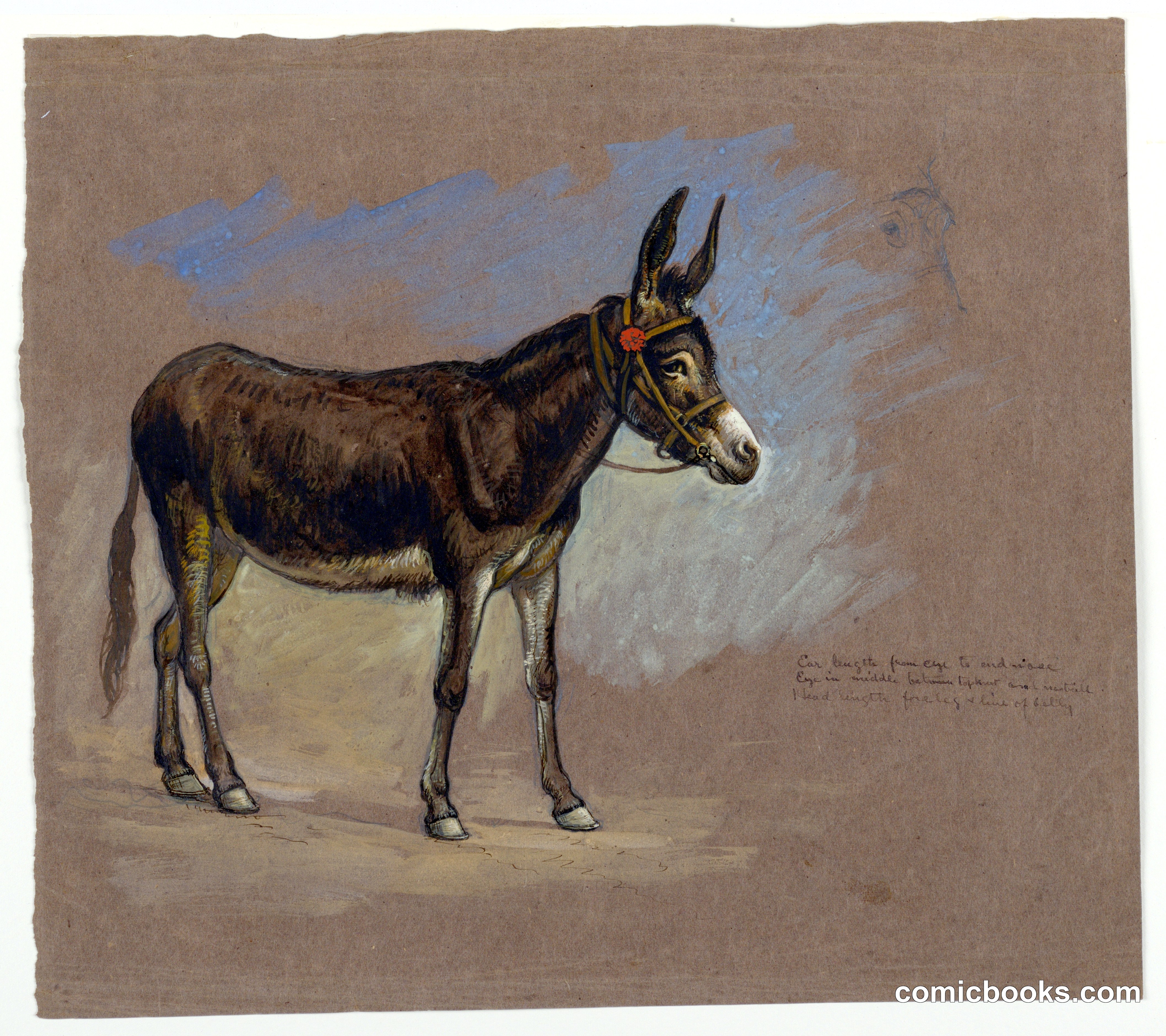 Study of a Mule