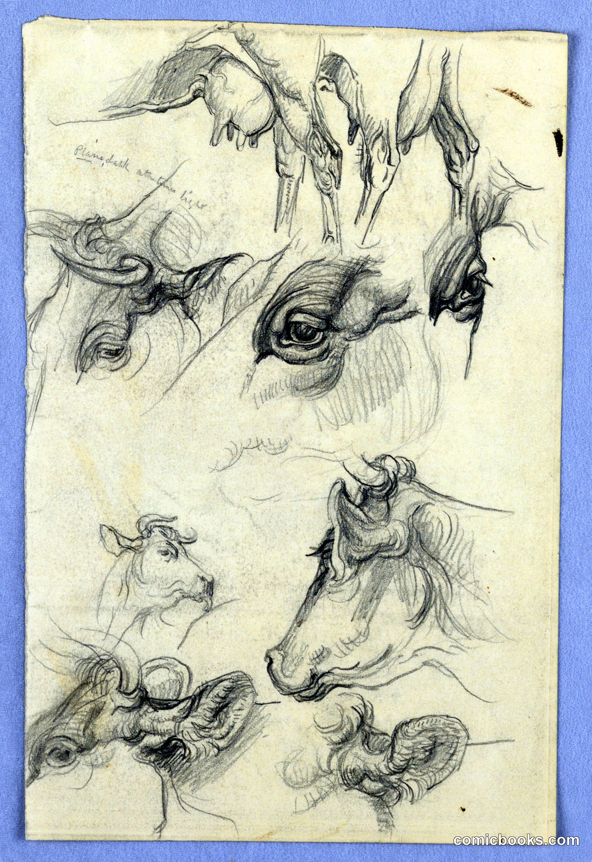 Studies of Cows