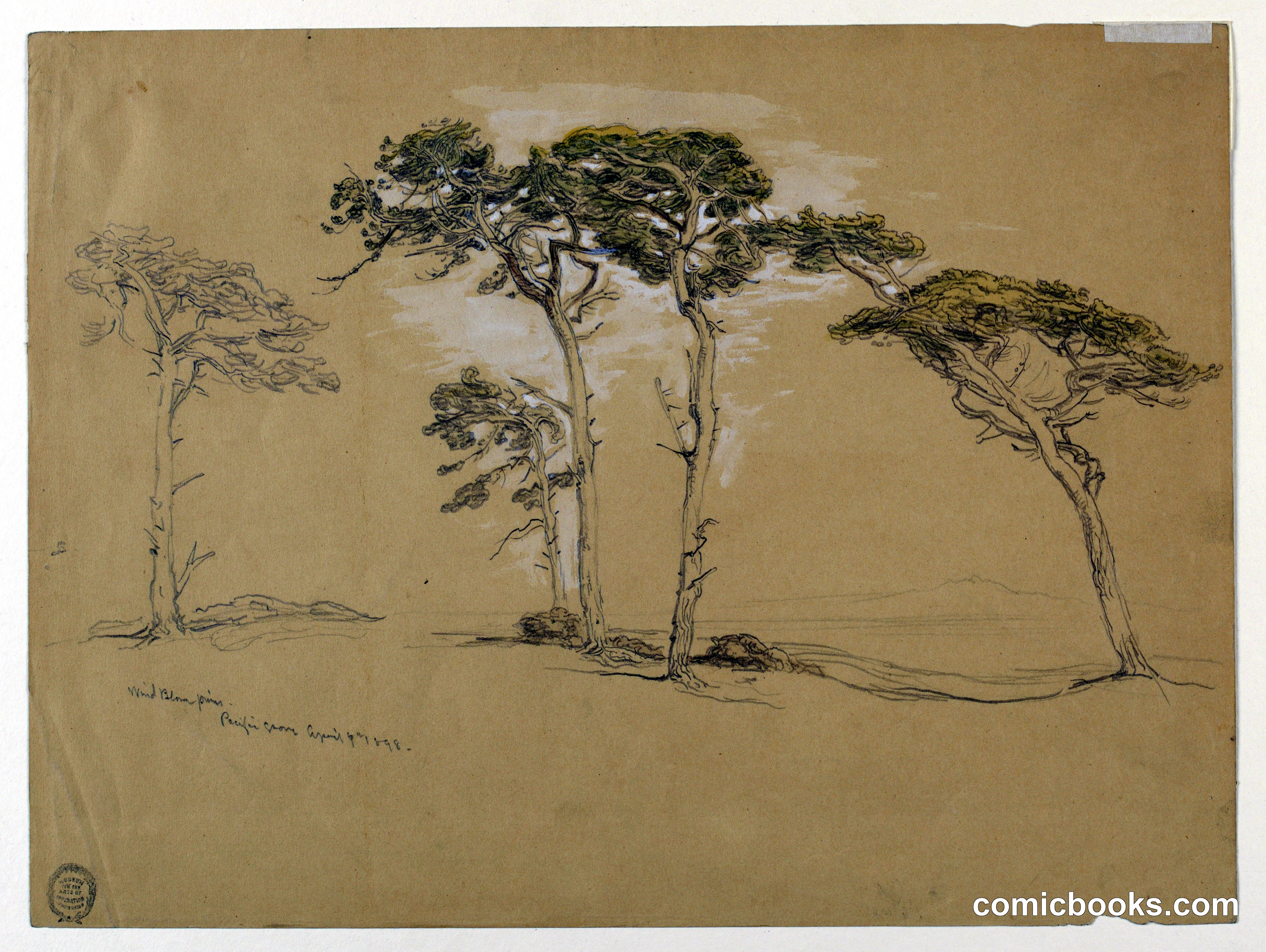 Windblown Pines, Pacific Grove