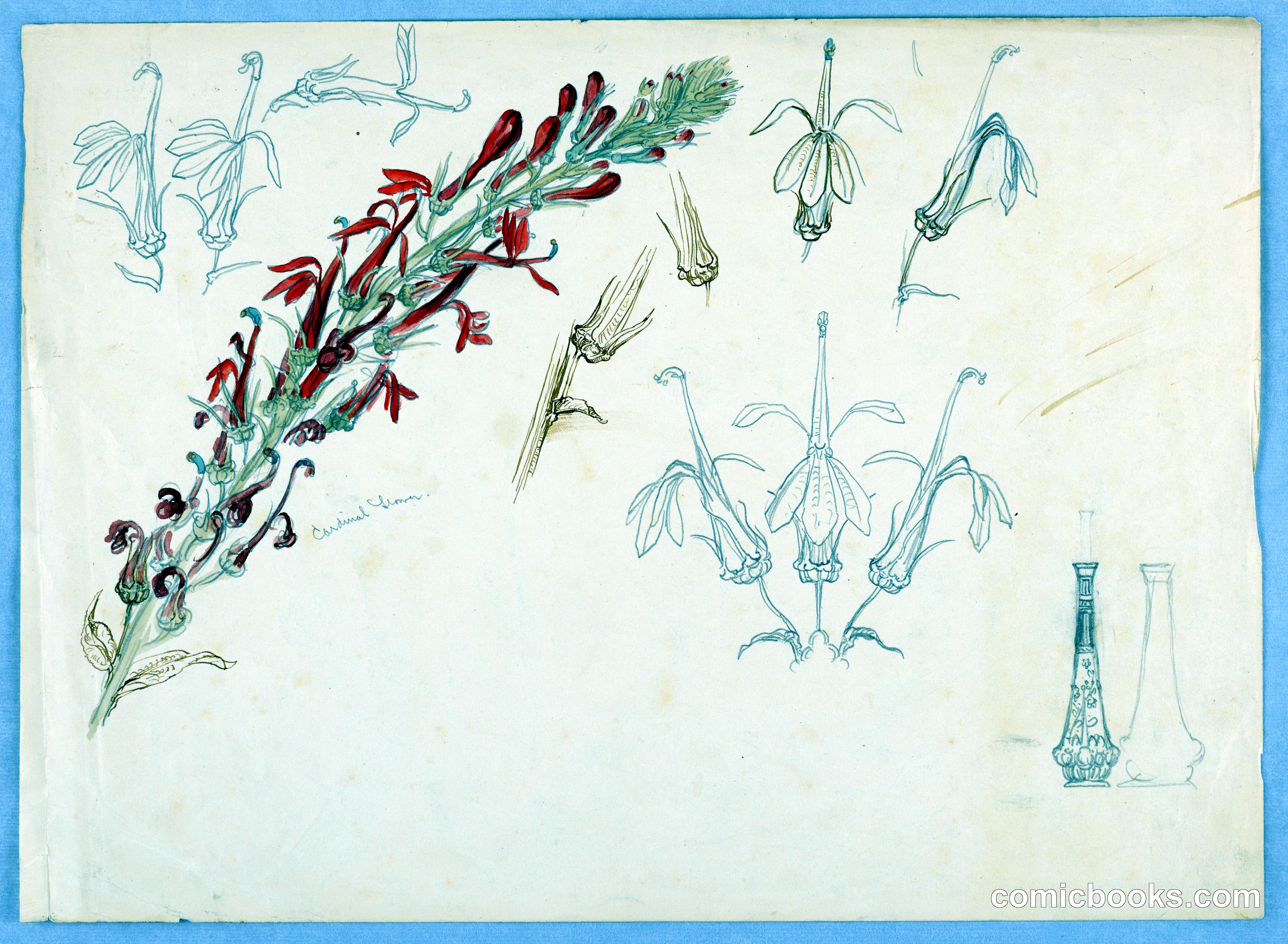 Cardinal Flower Study