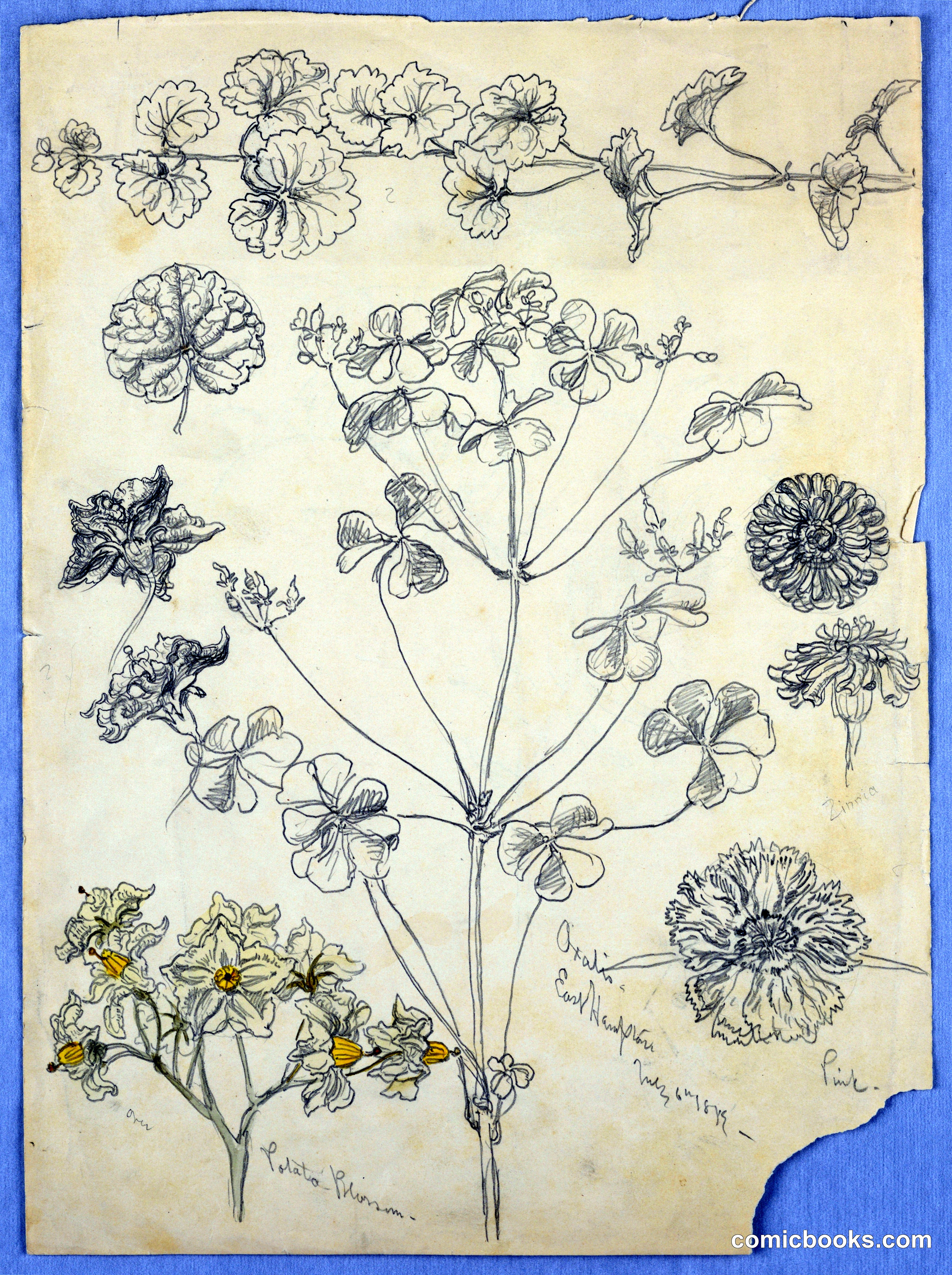 Botanical Study: Flowers and Plant Specimens