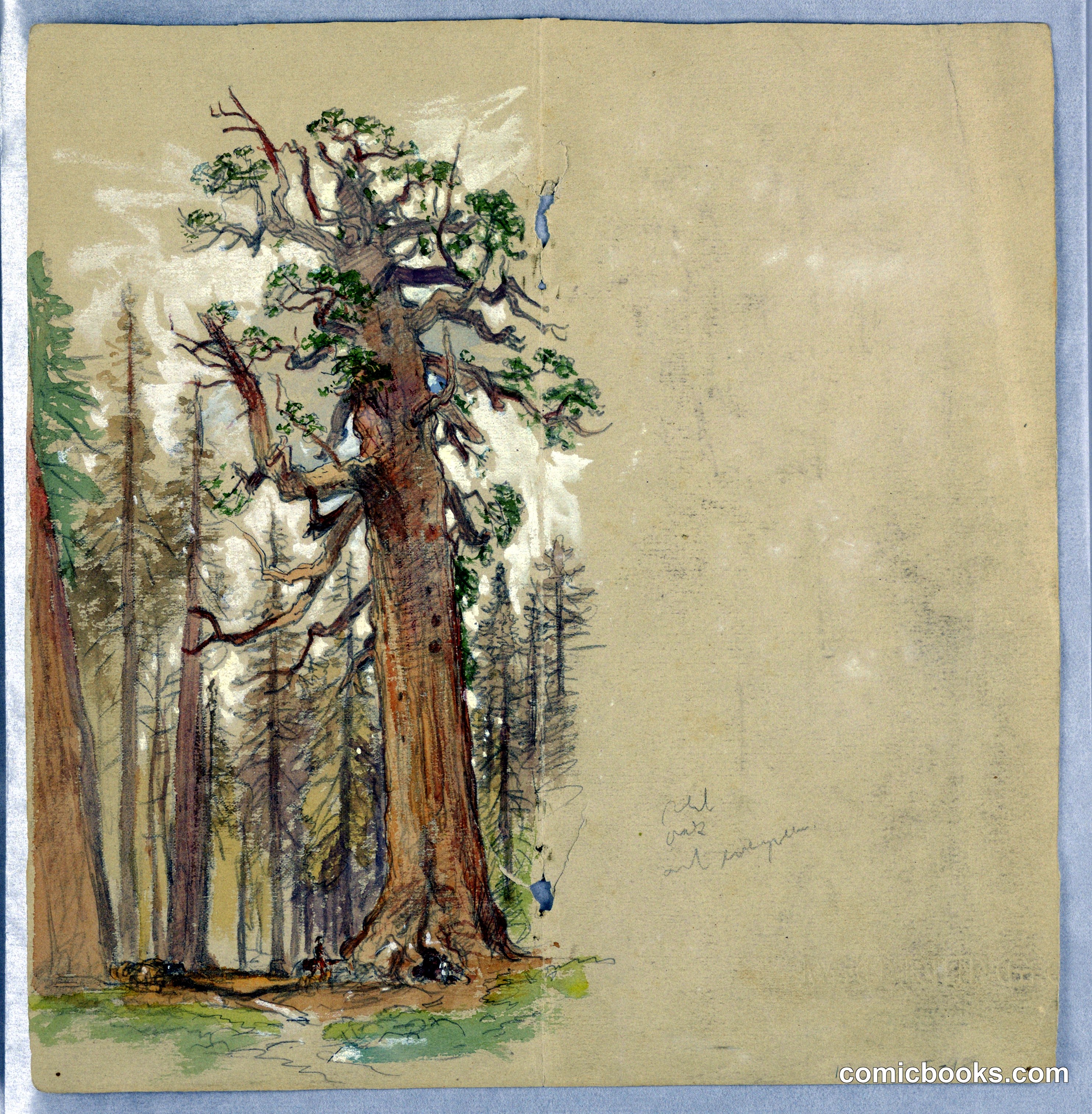 Oak and Evergreen