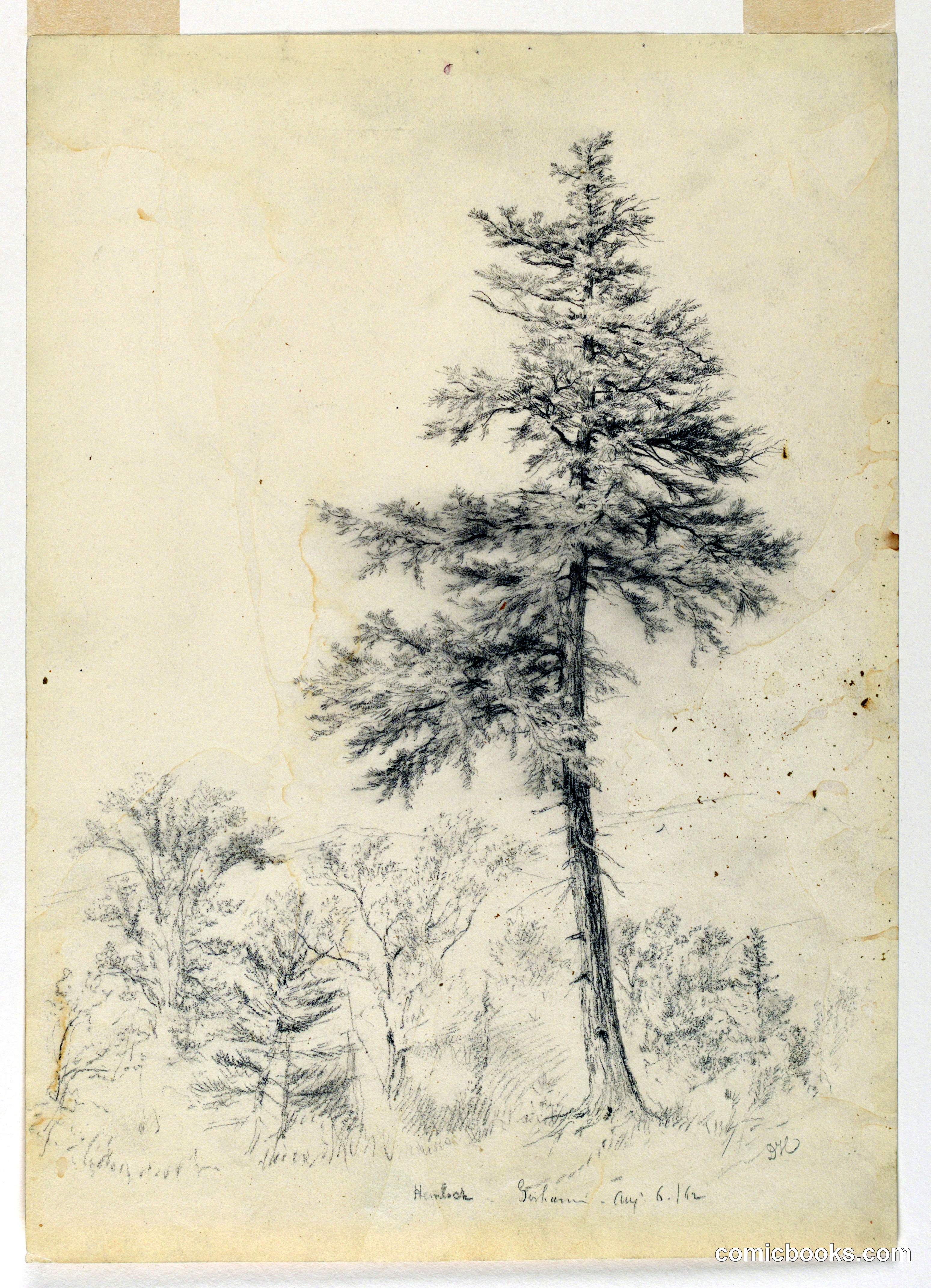 Study of Hemlock, Gorham, New Hampshire