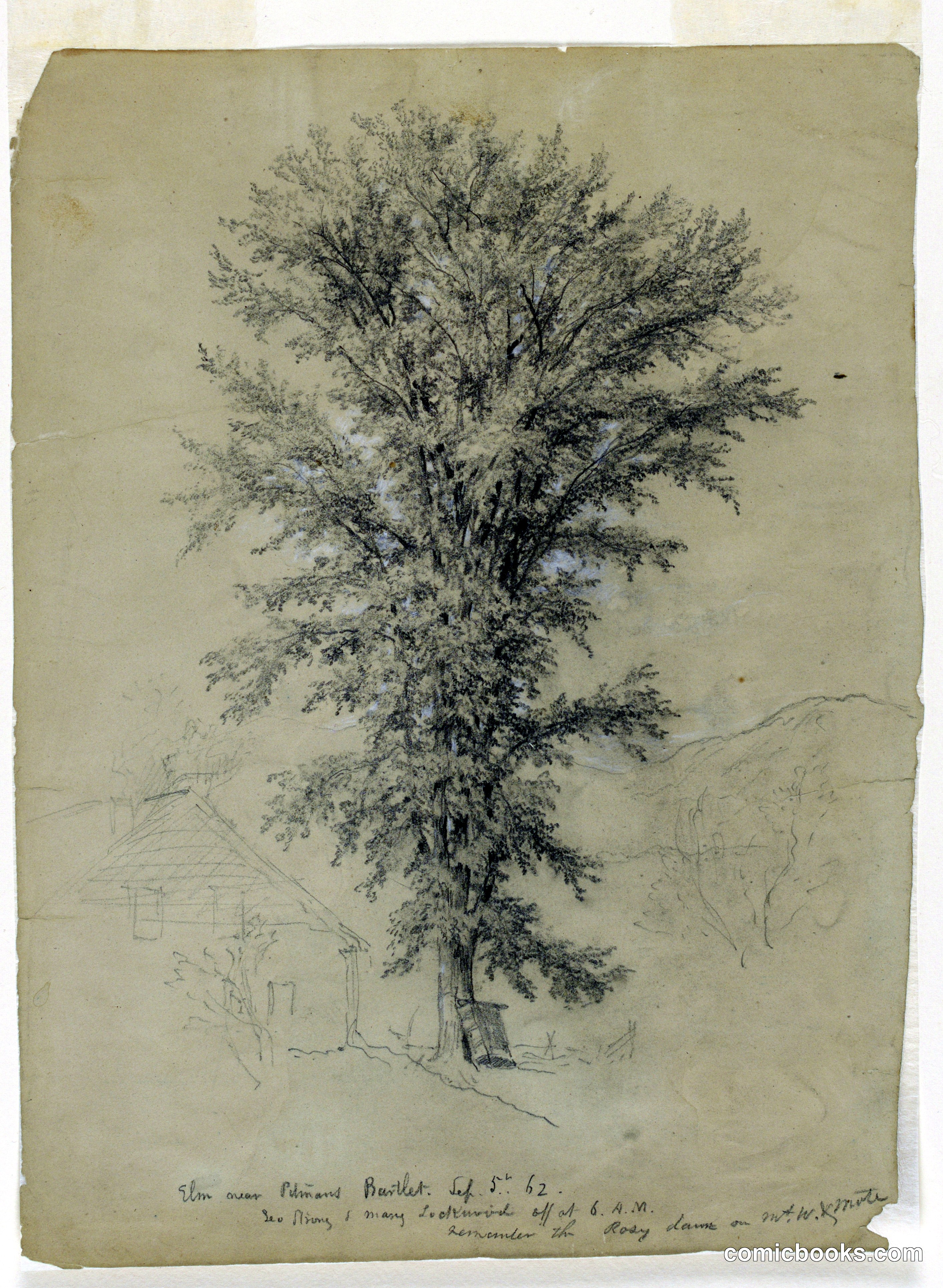 Elm near Pitman's, Bartlett, New Hampshire