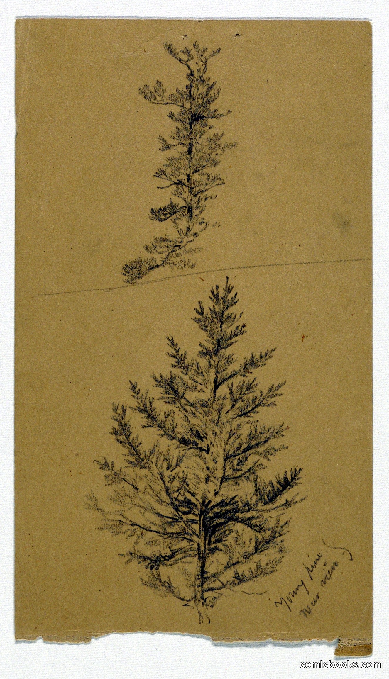Young Pines