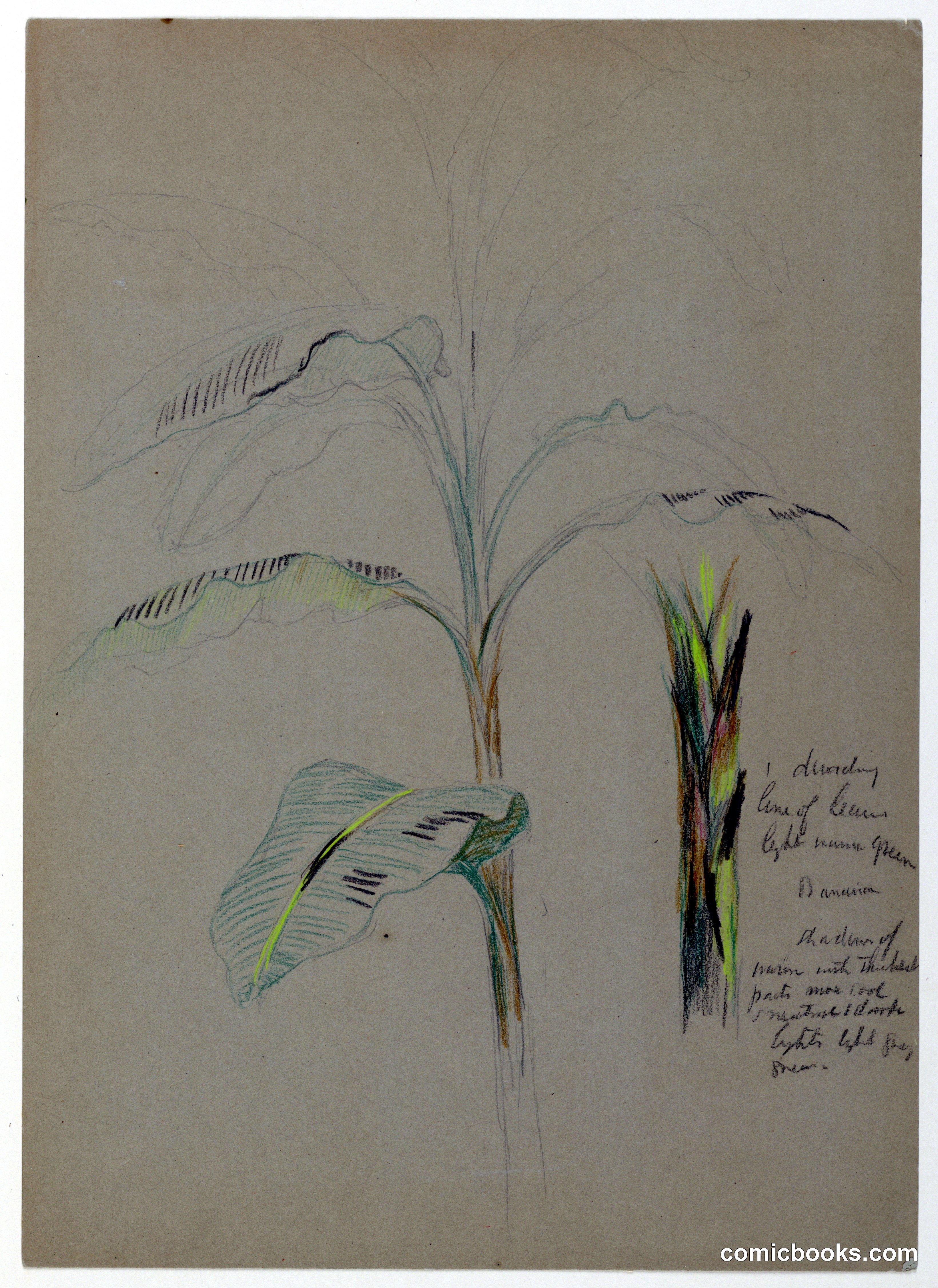 Banana Plant Study