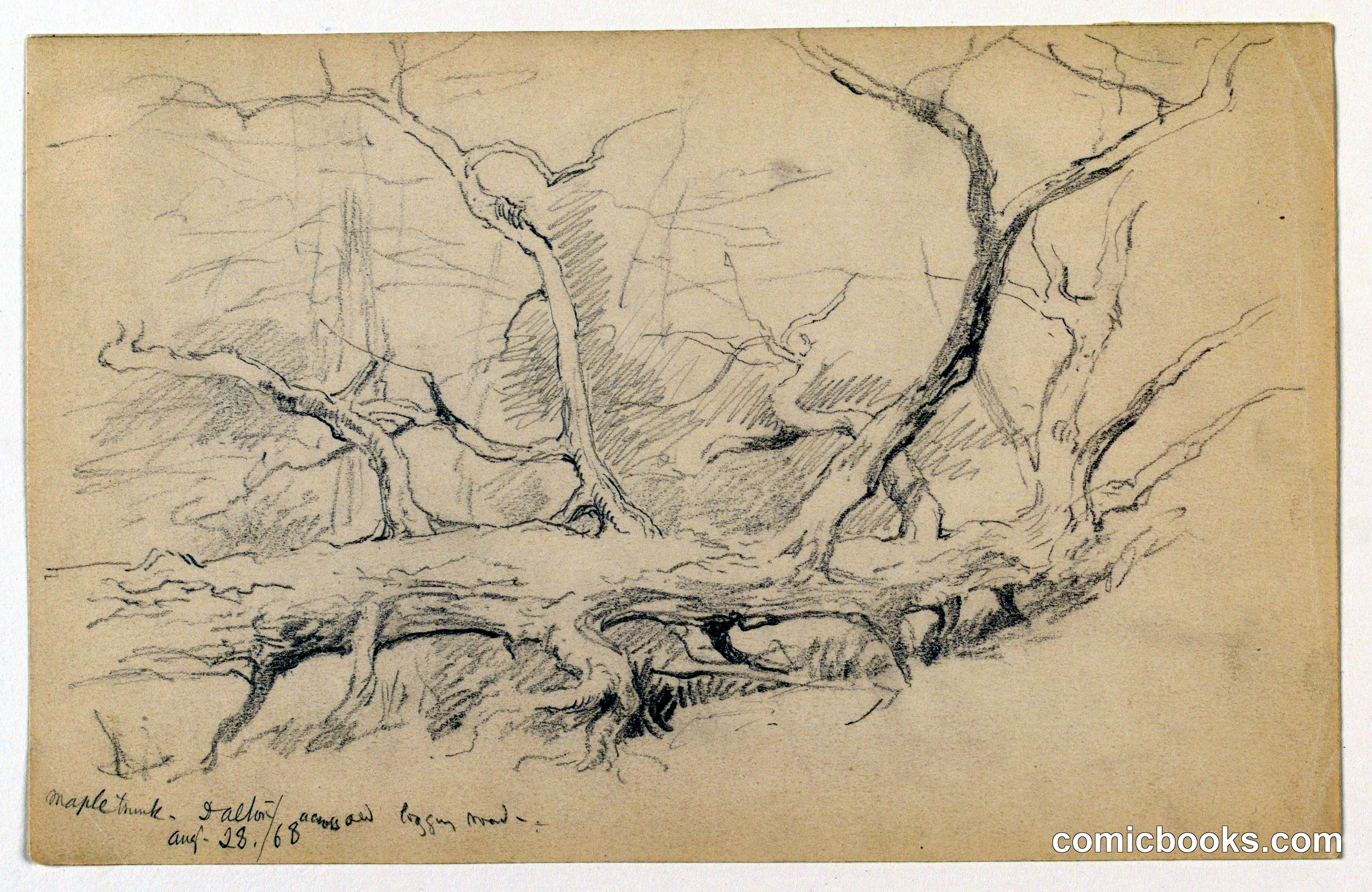 Maple Trunk, Across Old Logging Road, Dalton
