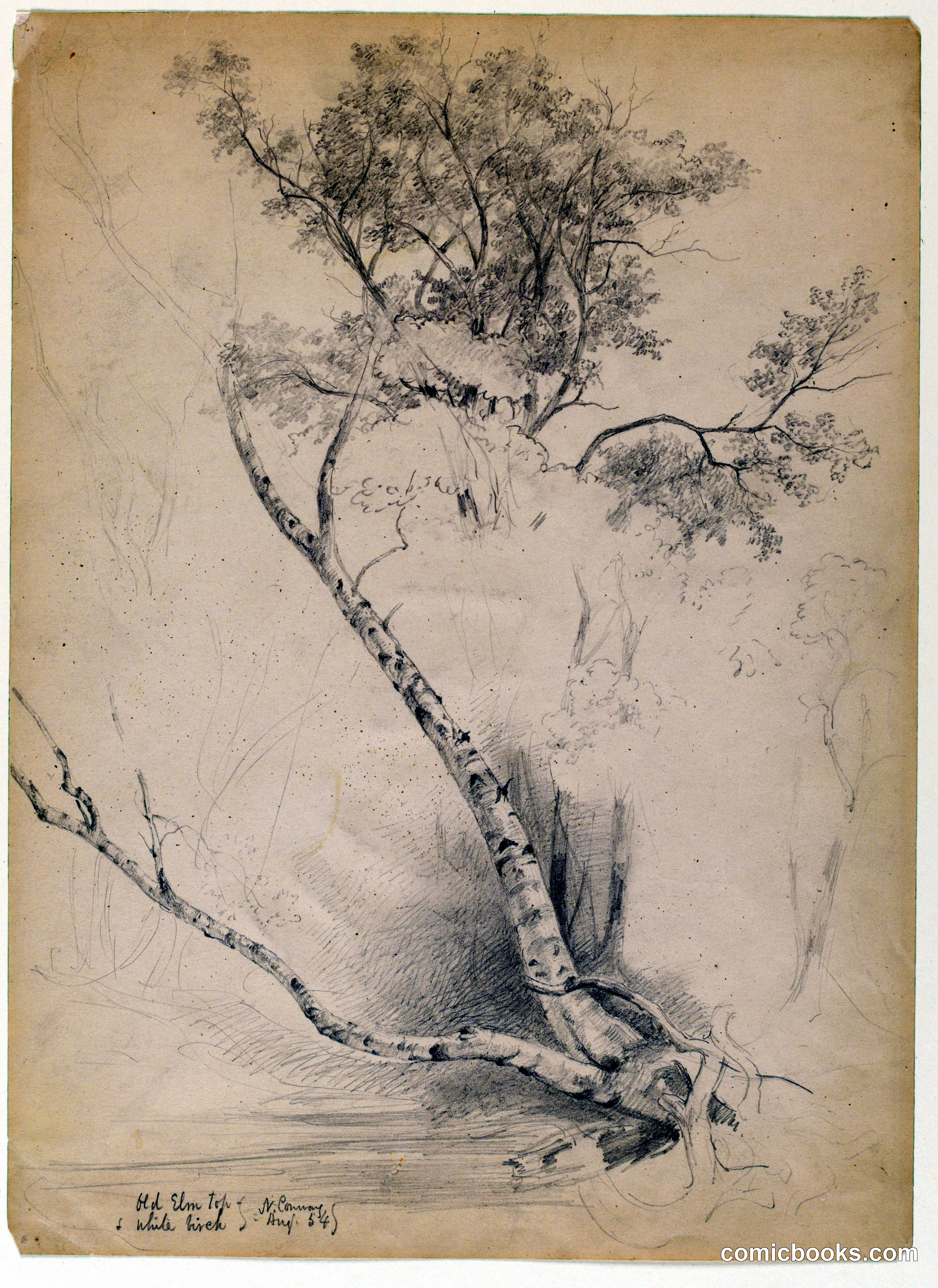Old Elm Top and White Birch, North Conway, New Hampshire