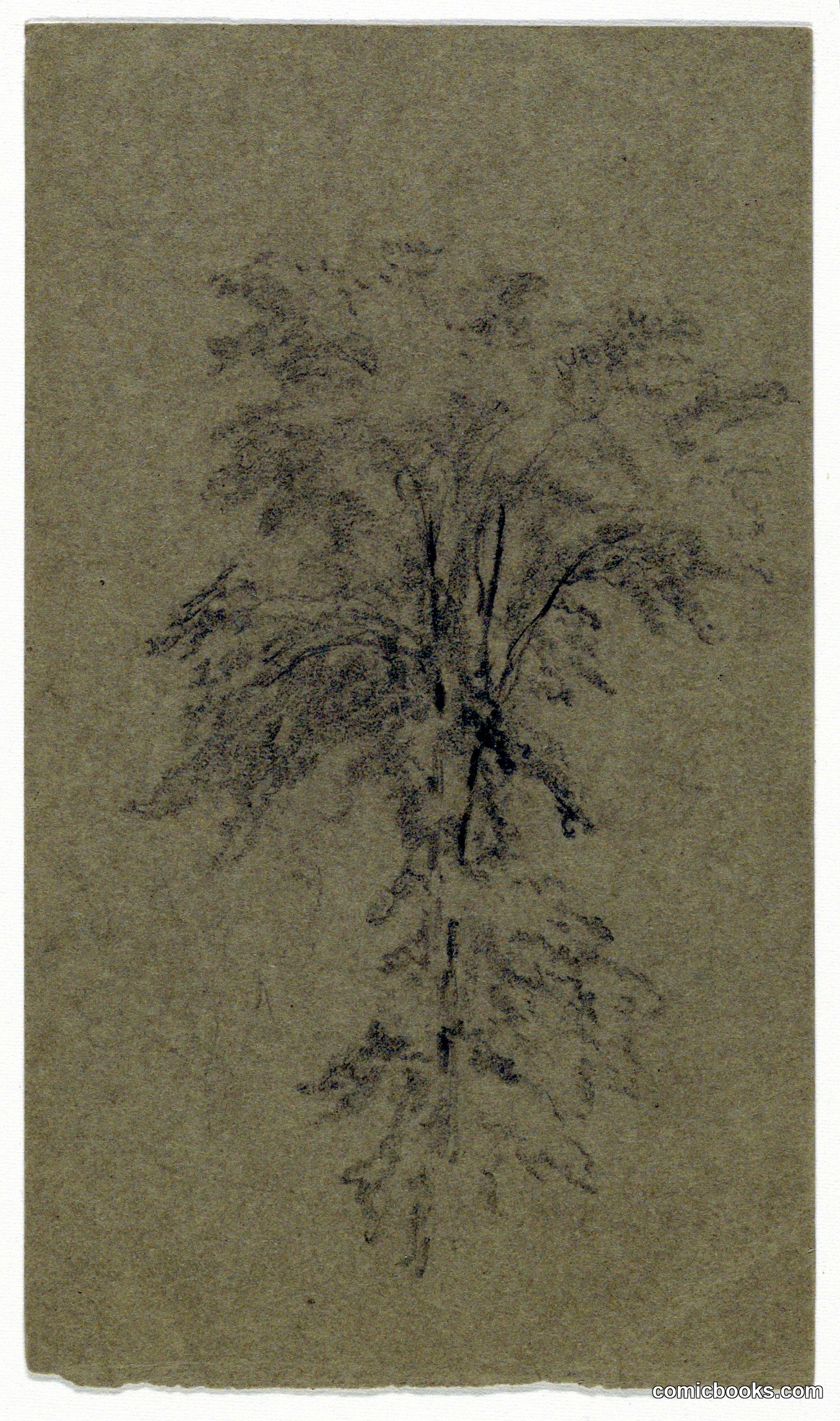 Study of an Elm