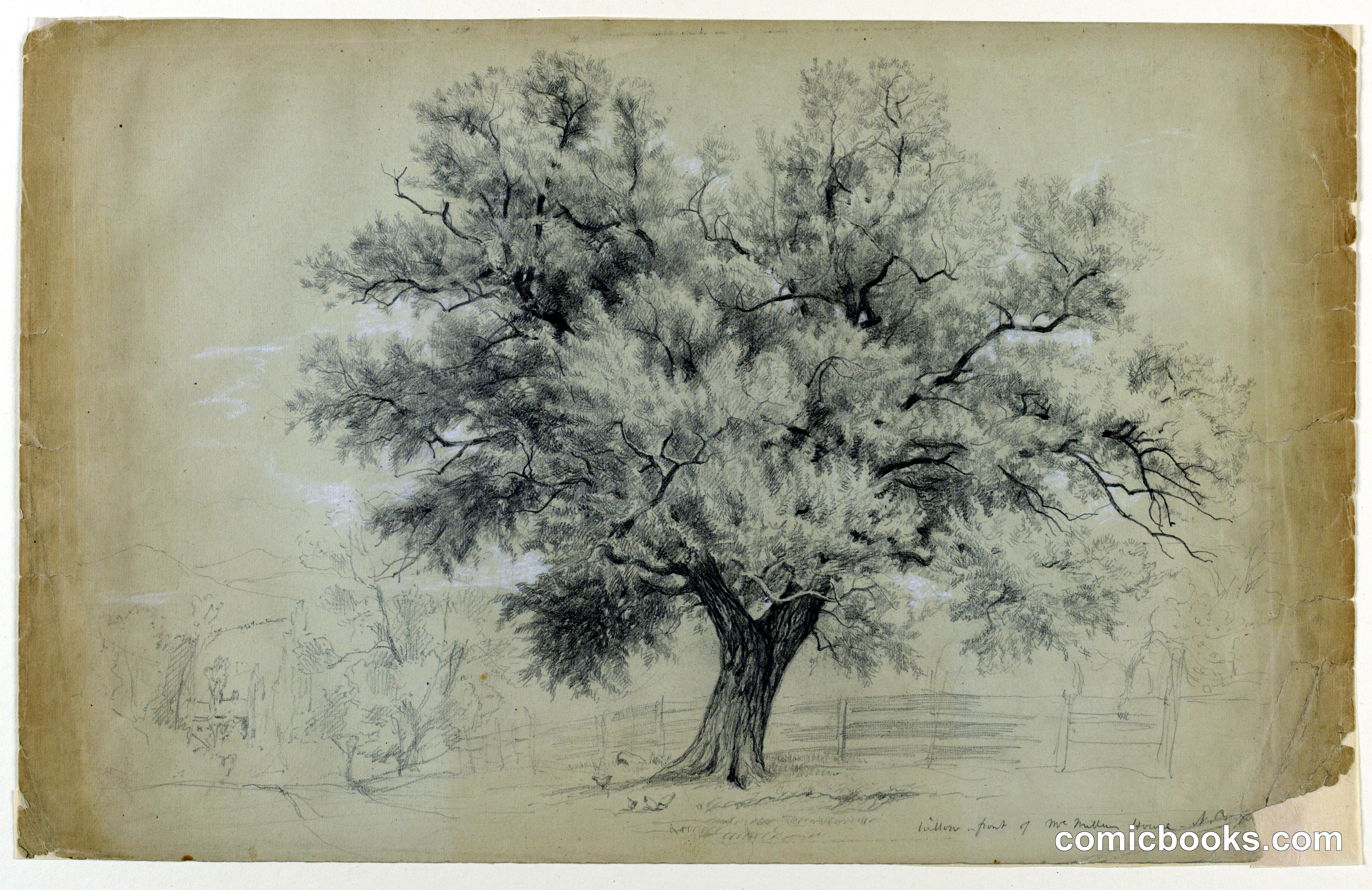 Study of a Willow, North Conway, New Hampshire