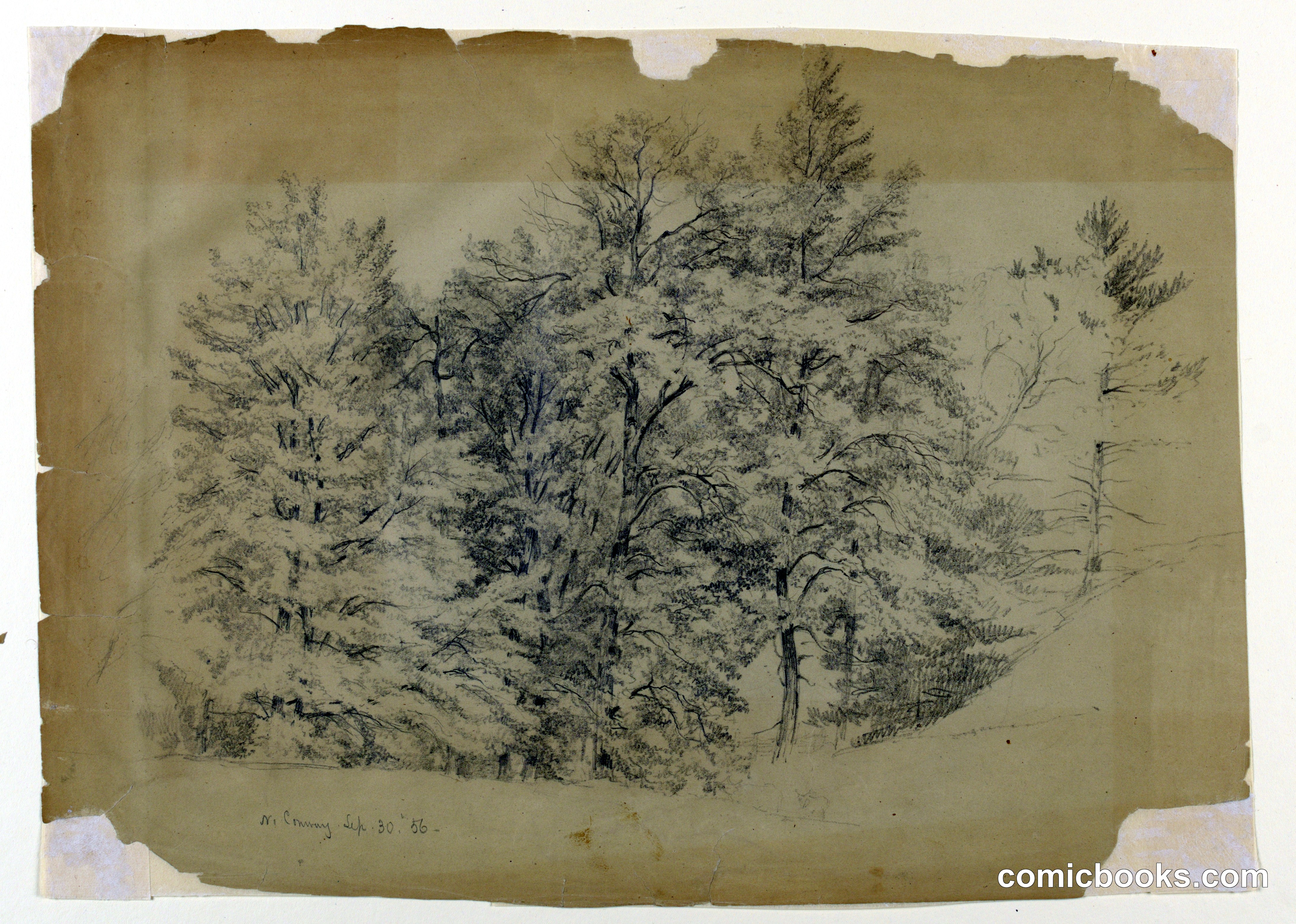 Study of Trees, North Conway, New Hampshire