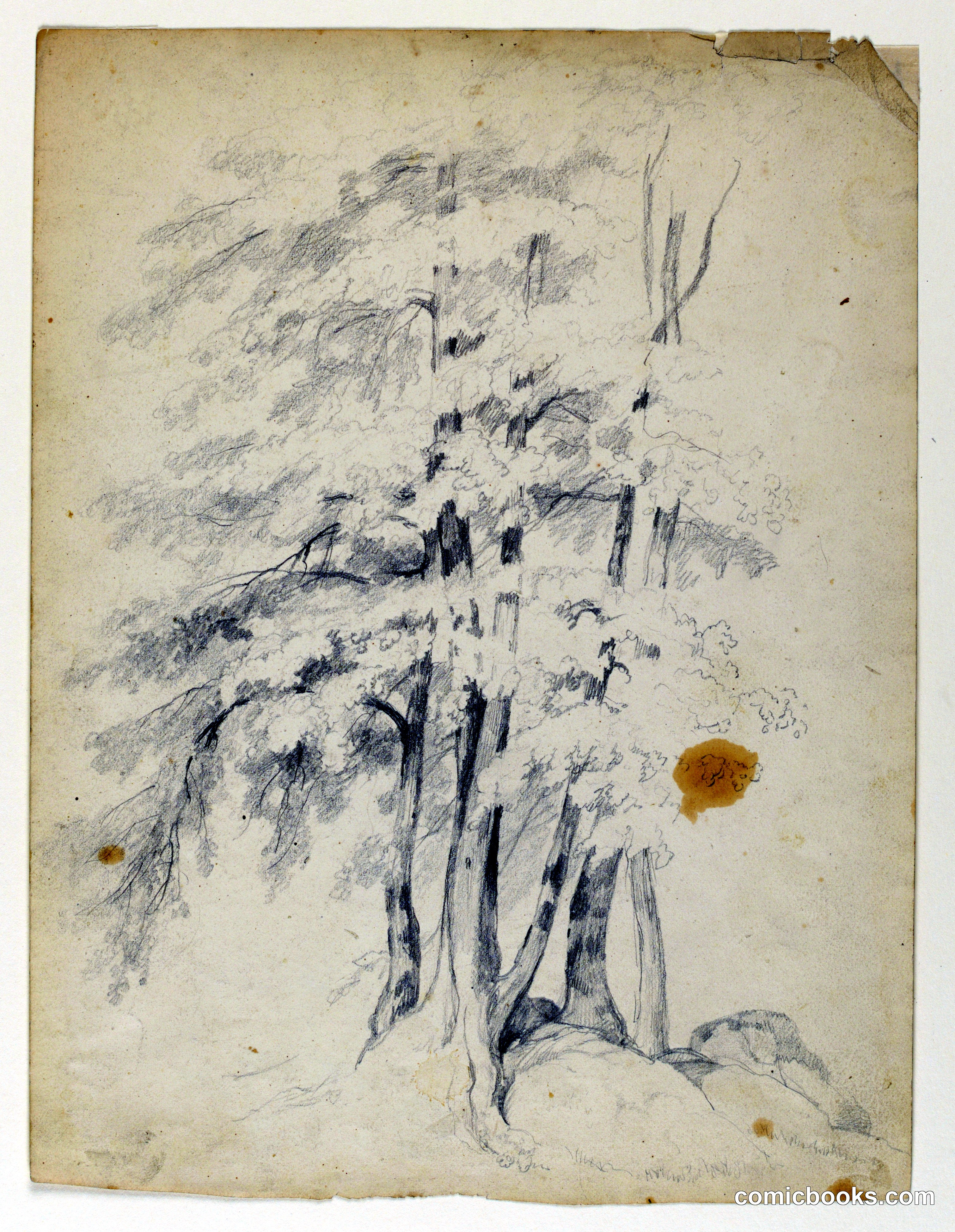 Study of Black Birches