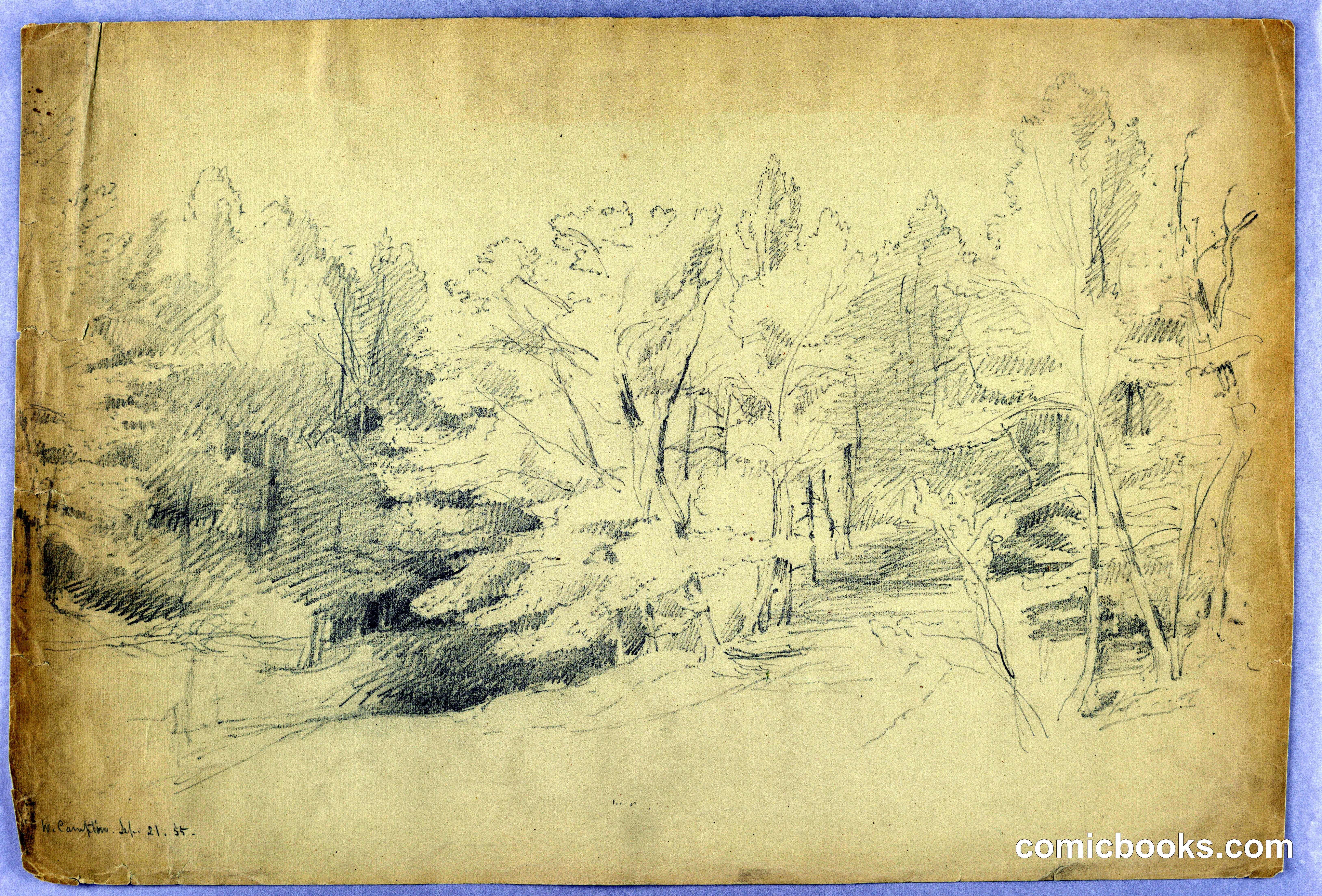 Wooded Scene - West Campton, New Hampshire