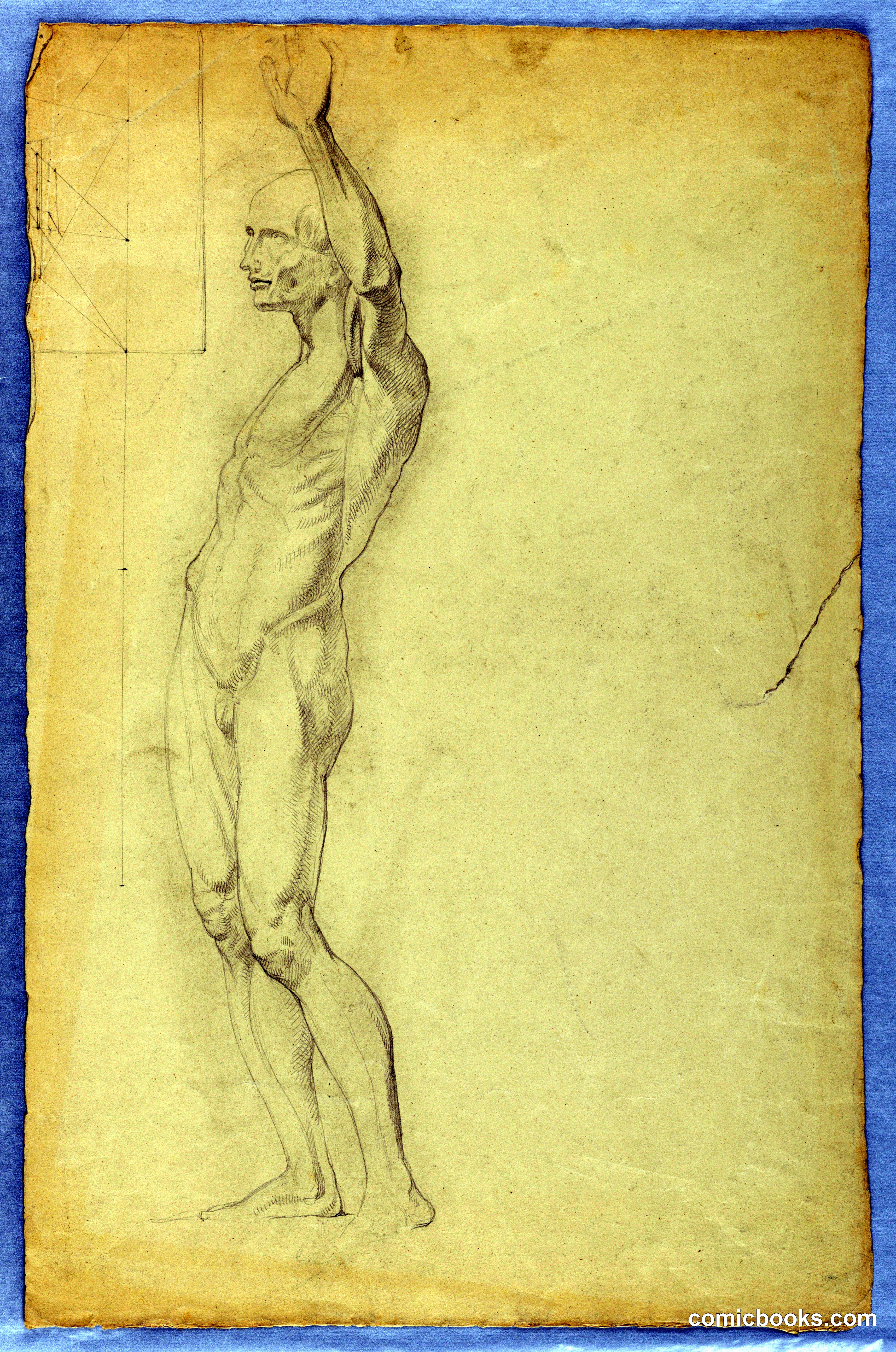 Anatomical Study of Male Nude