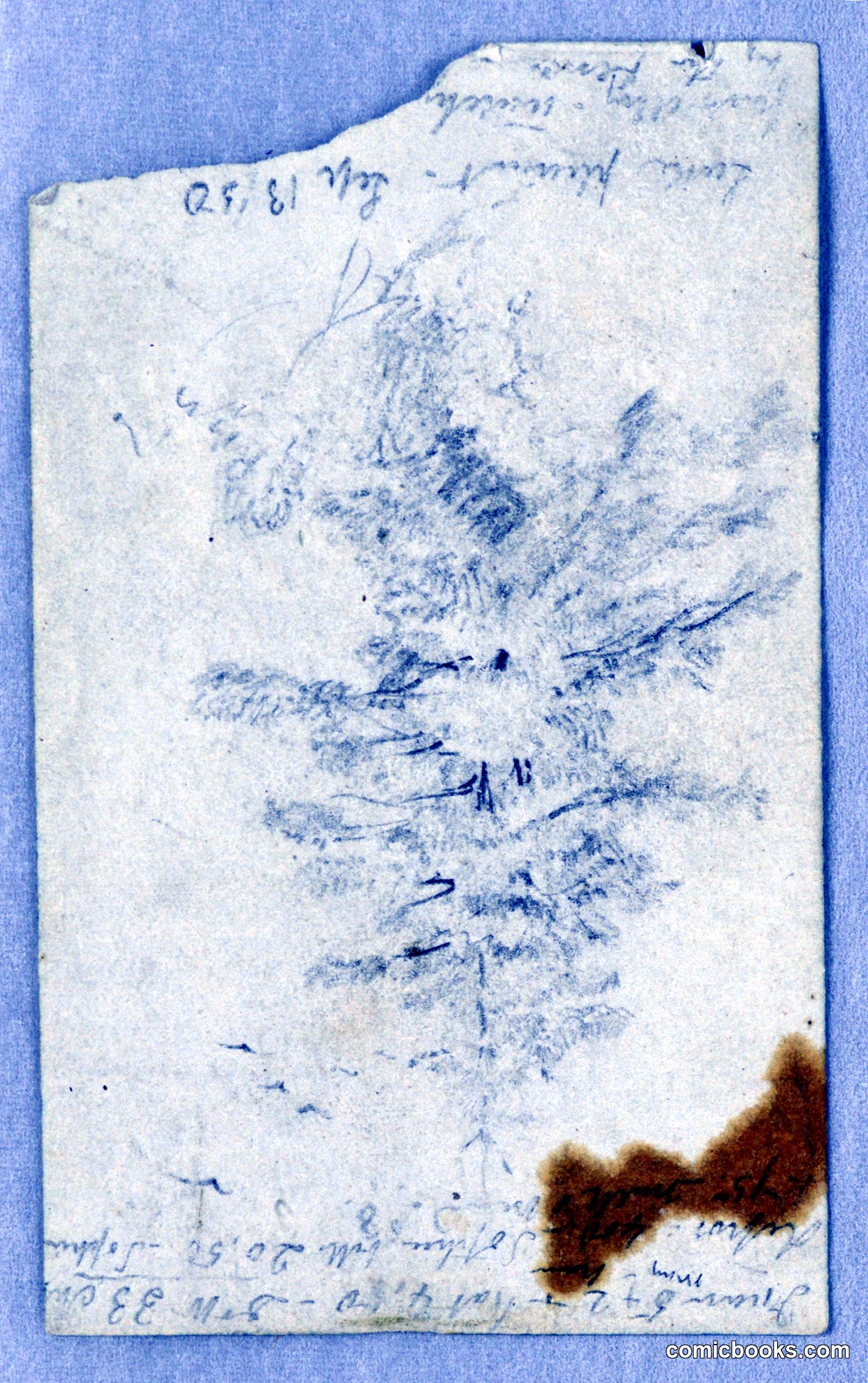 Study of Pine Foliage, Lake Pleasant