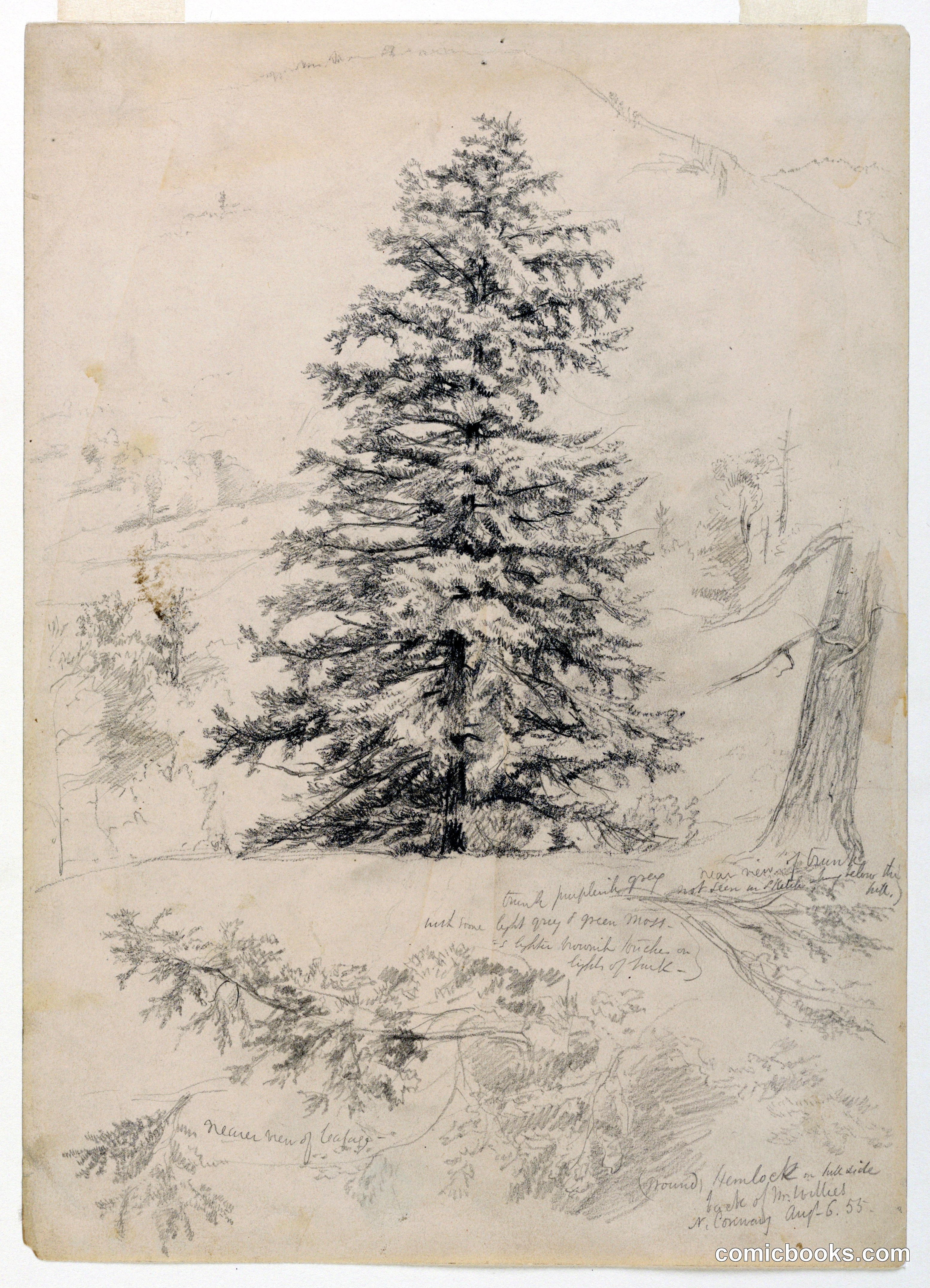 Study of a Hemlock, North Conway, New Hampshire