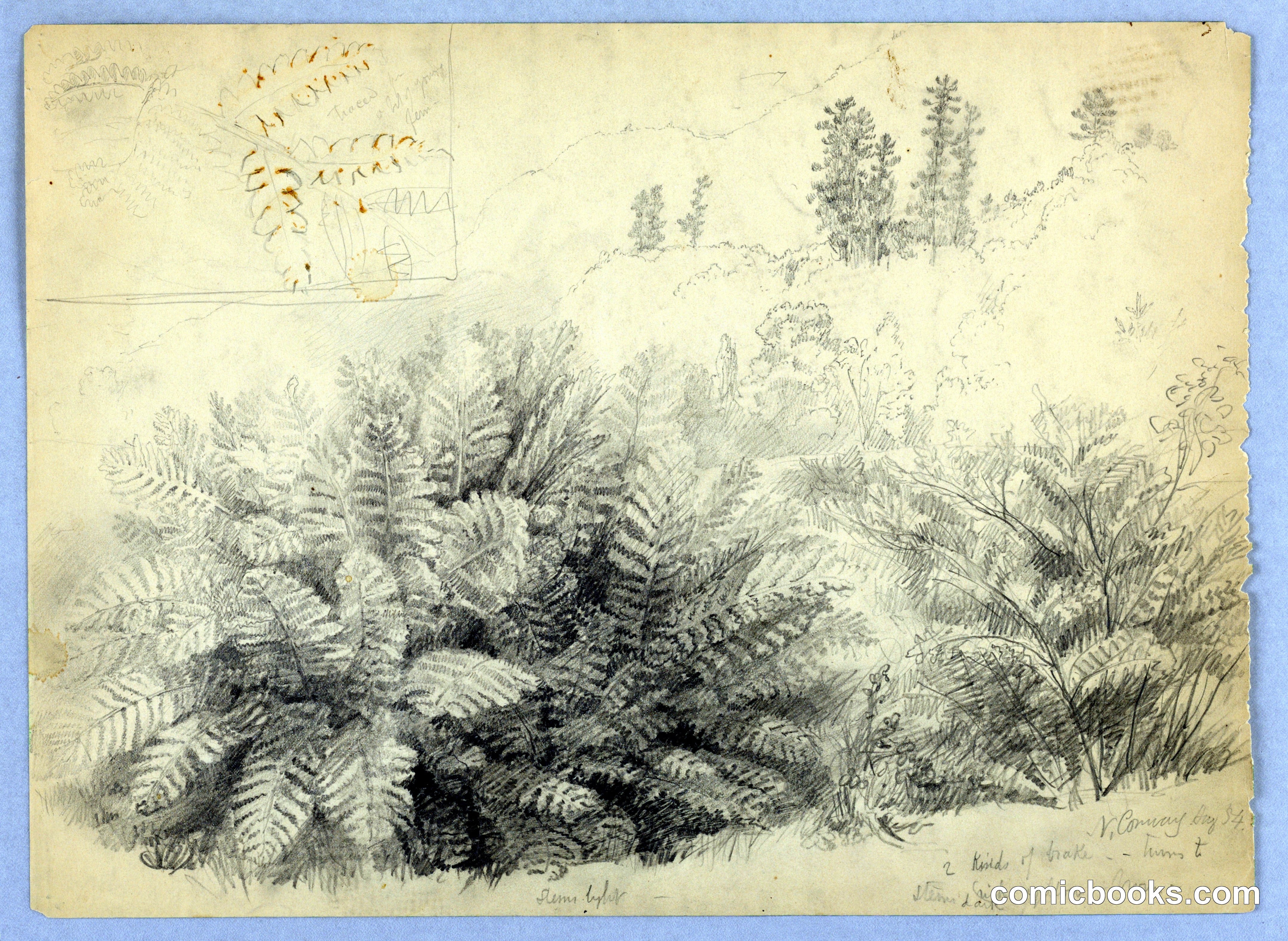 Ferns, North Conway, New Hampshire