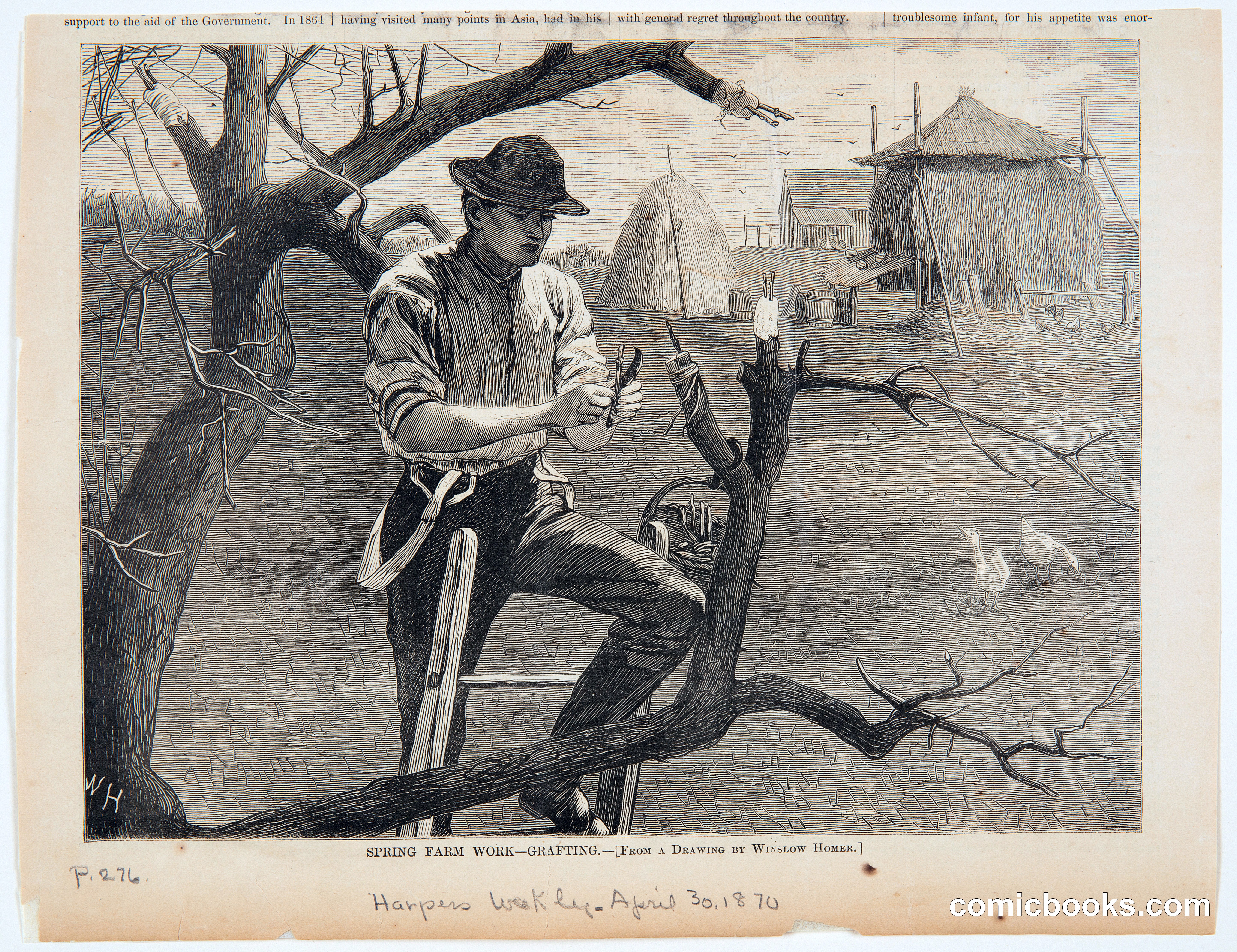 Spring Farm Work—Grafting