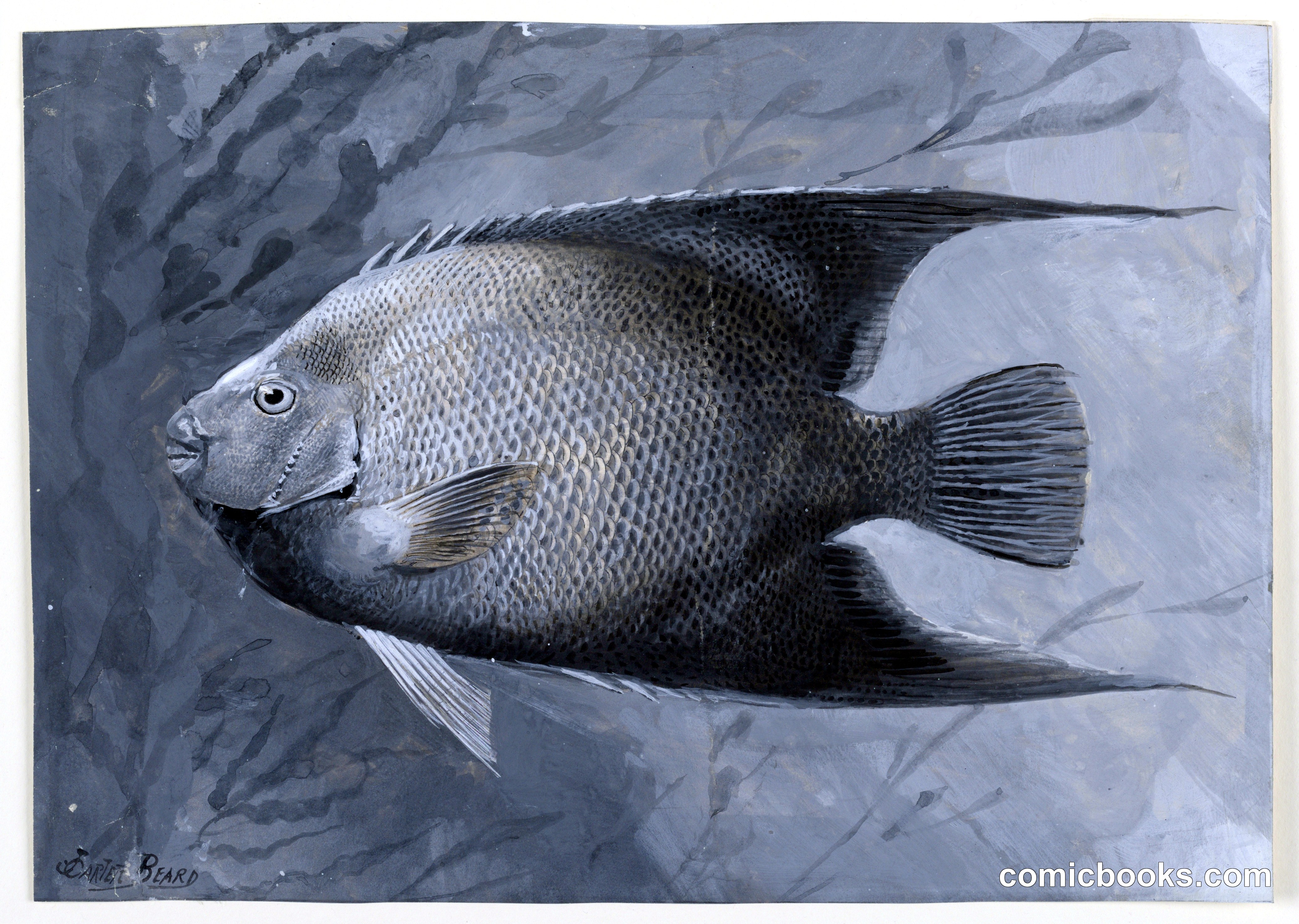 Angel Fish